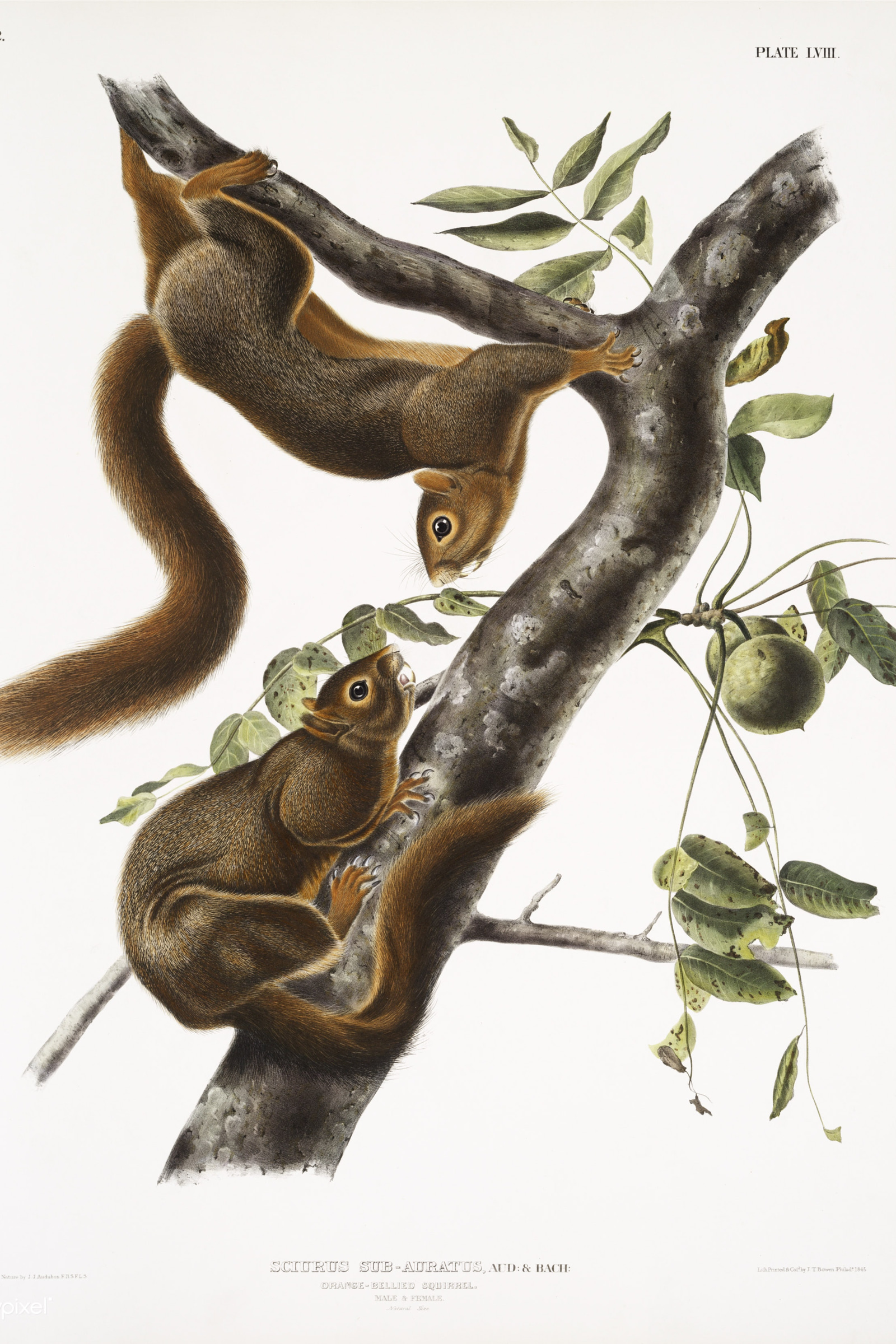 Orange-bellied Squirrel
