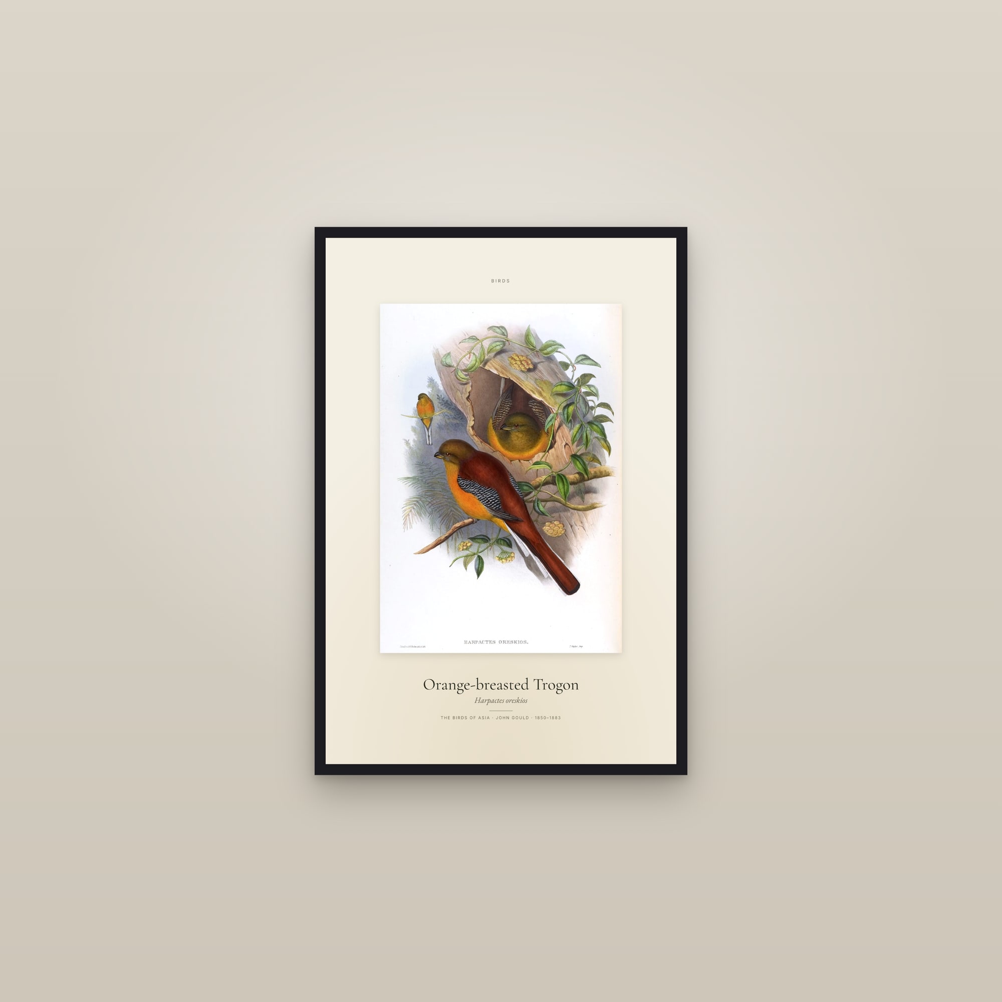 Orange-breasted Trogon — Specimen — framed in a gallery setting