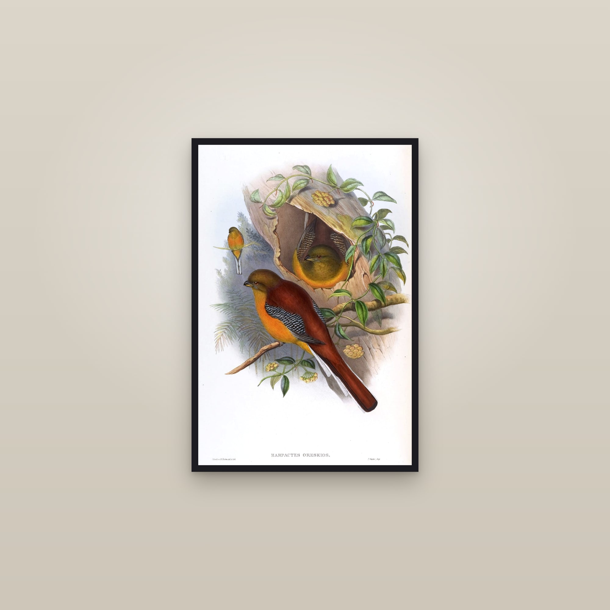 Orange-breasted Trogon