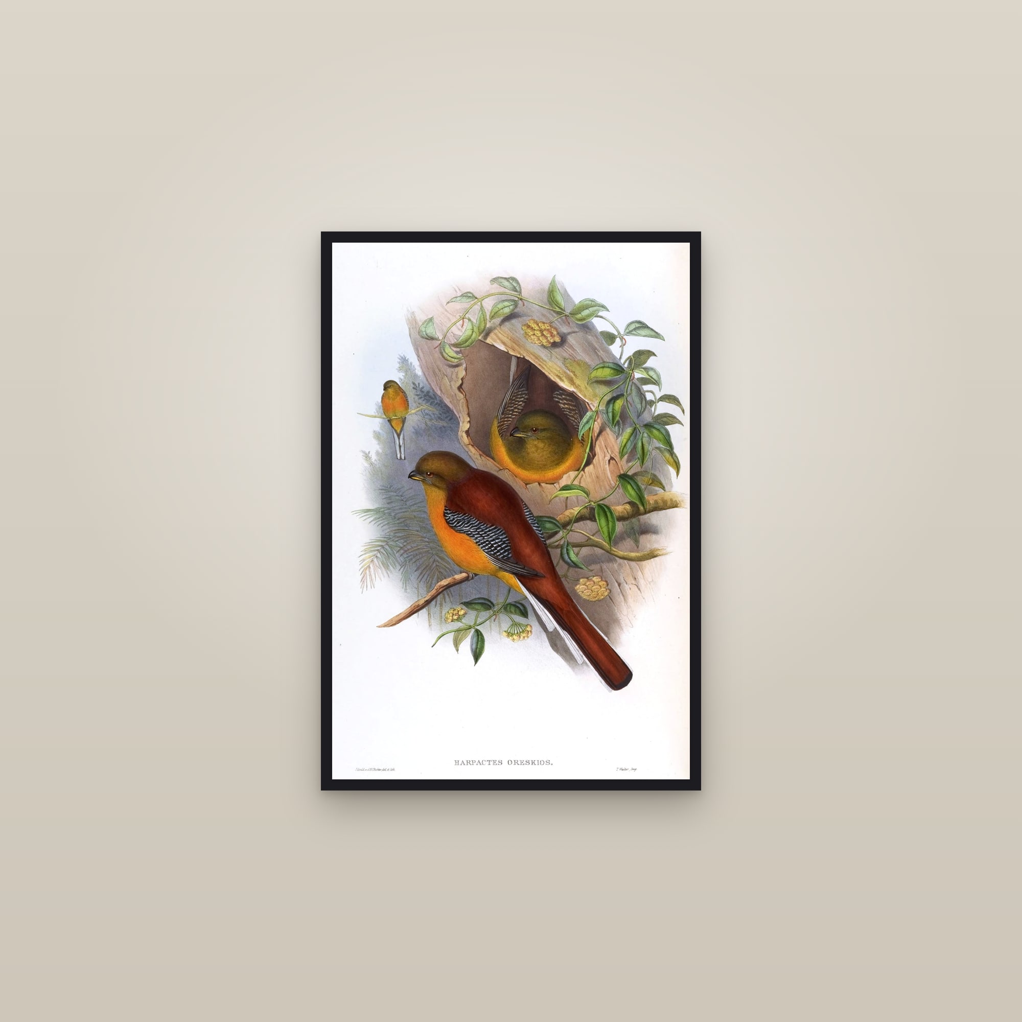 Orange-breasted Trogon — framed in a gallery setting
