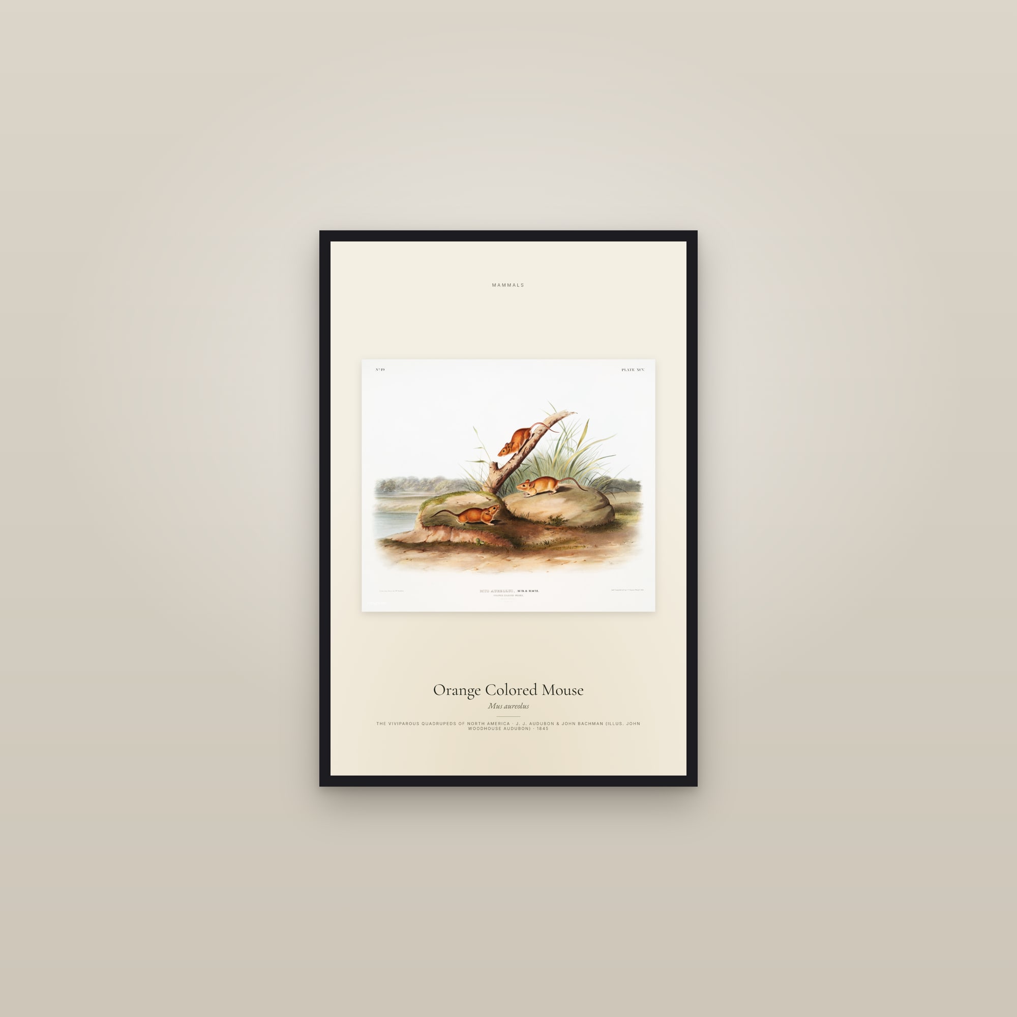 Orange Colored Mouse — framed in a gallery setting