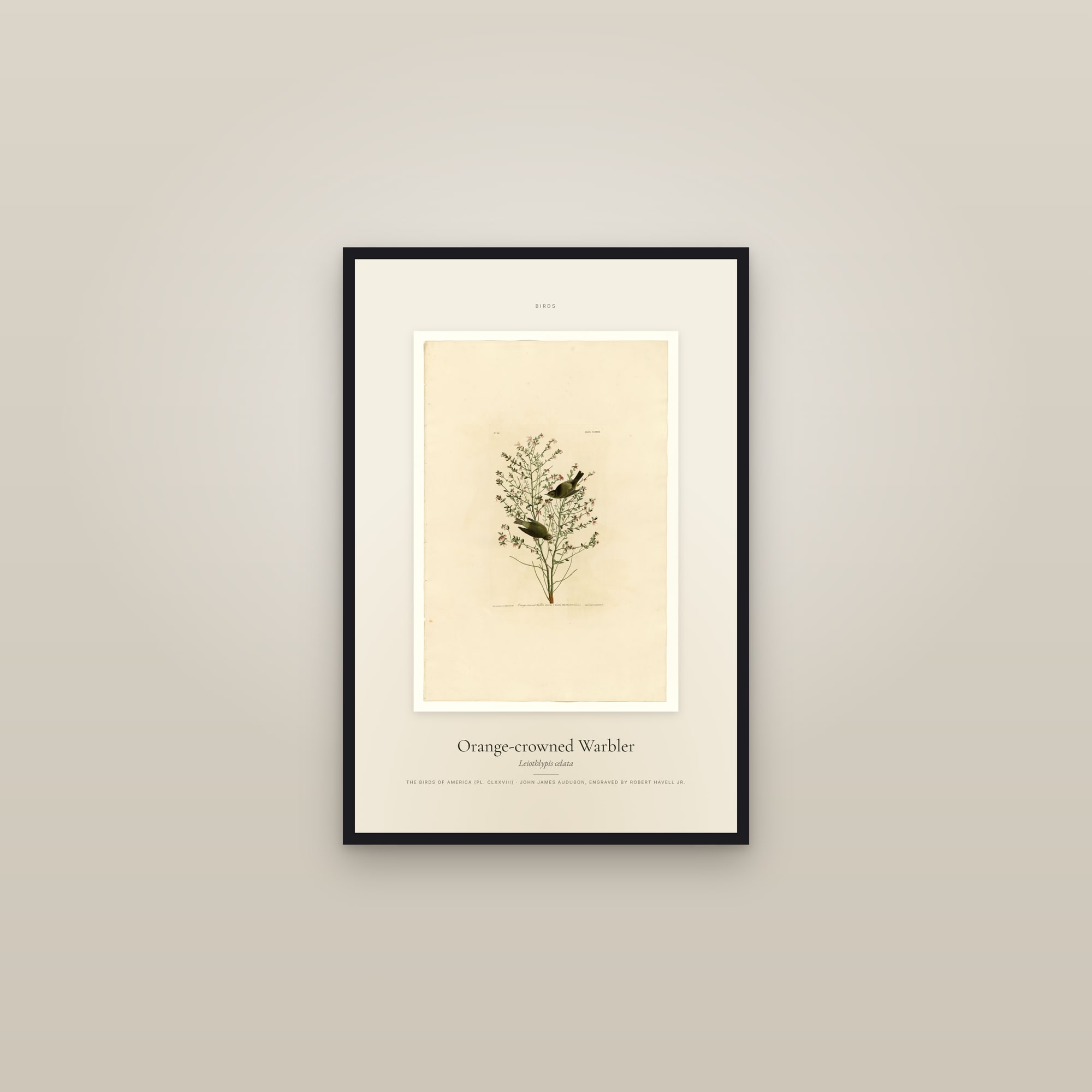 Orange-crowned Warbler — Specimen — framed in a gallery setting