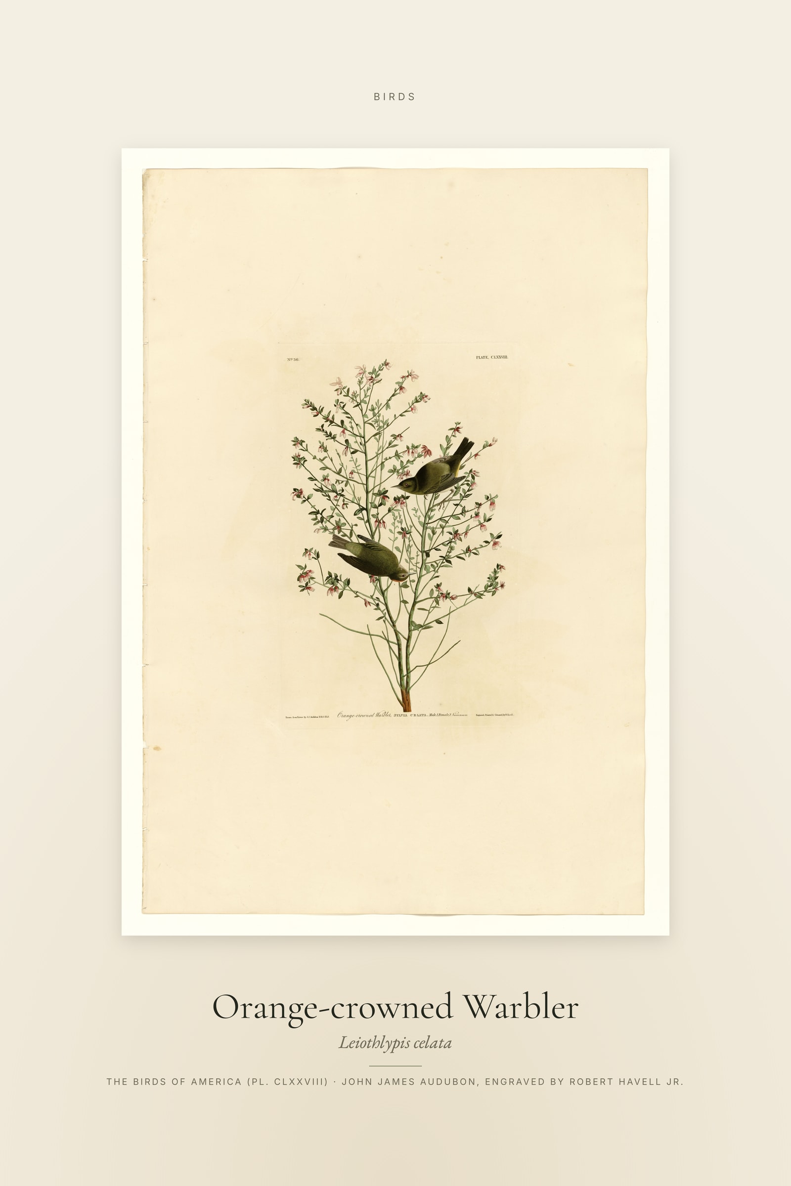 Orange-crowned Warbler — Specimen