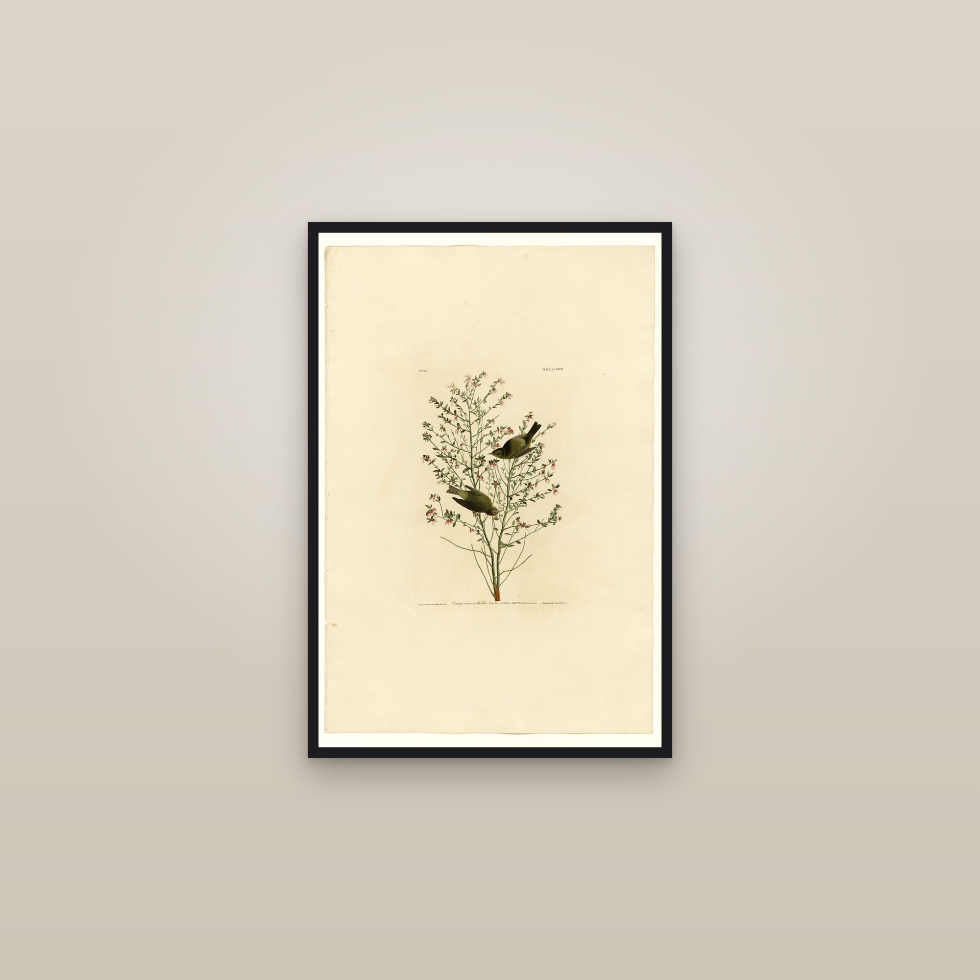 Orange-crowned Warbler — framed in a gallery setting
