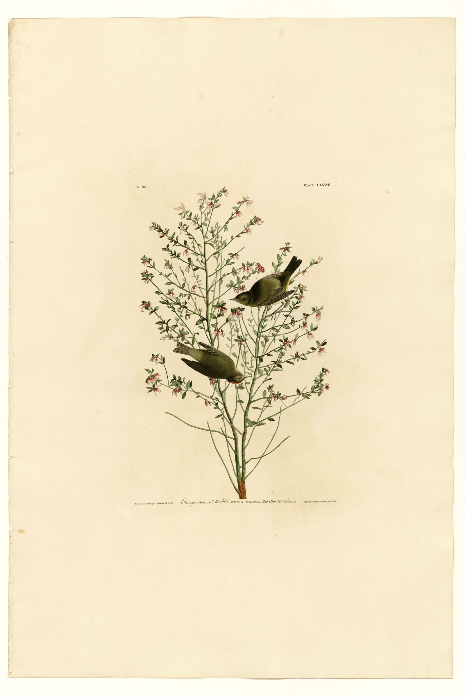 Orange-crowned Warbler