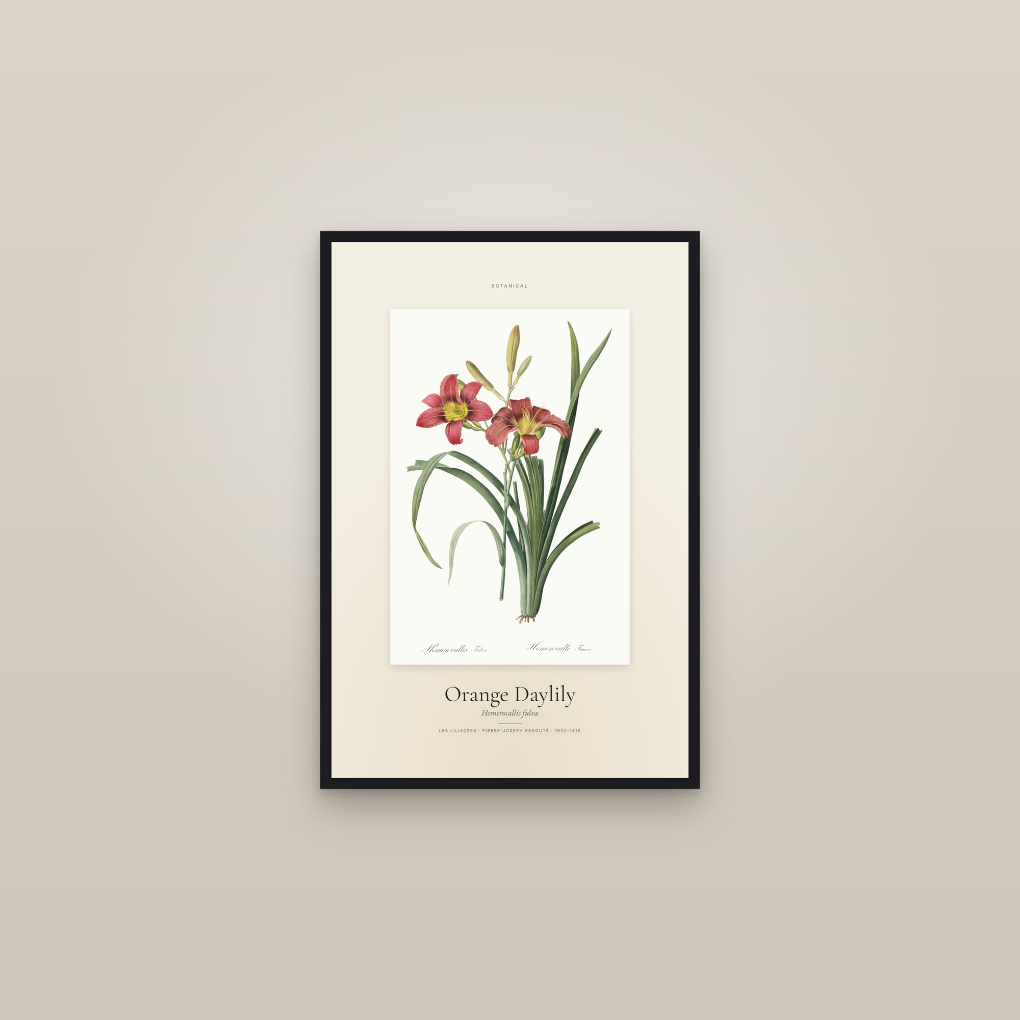 Orange Daylily — Specimen — framed in a gallery setting