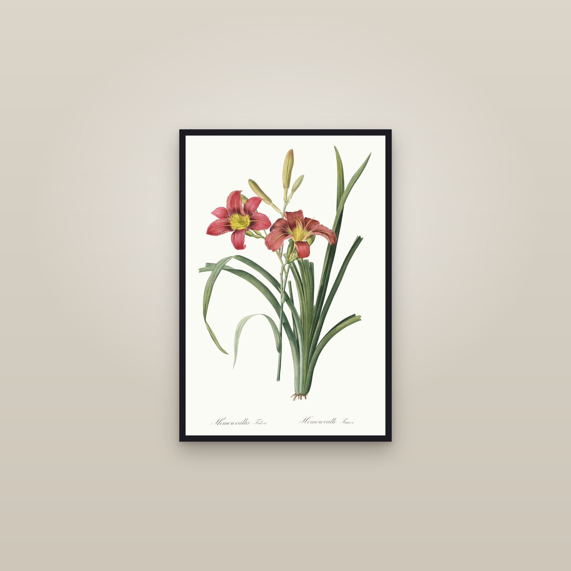 Orange Daylily — framed in a gallery setting
