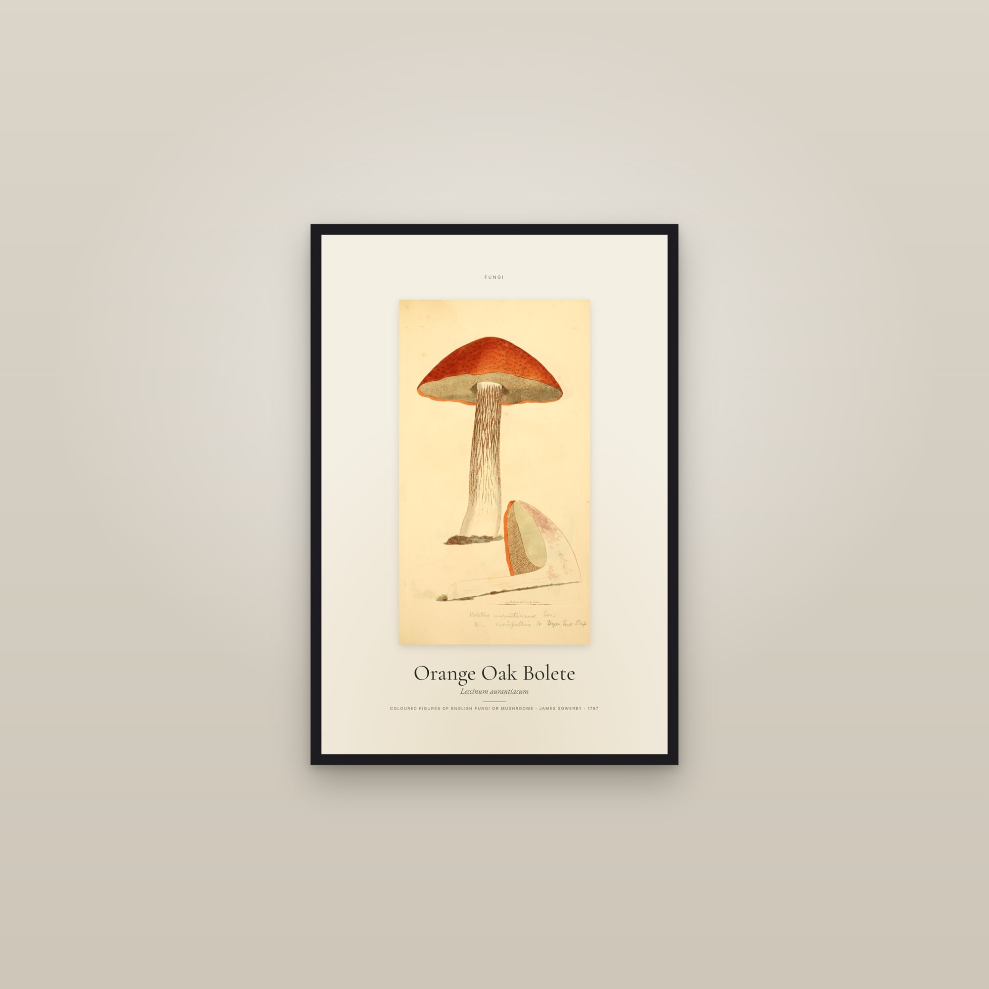 Orange Oak Bolete — Specimen — framed in a gallery setting