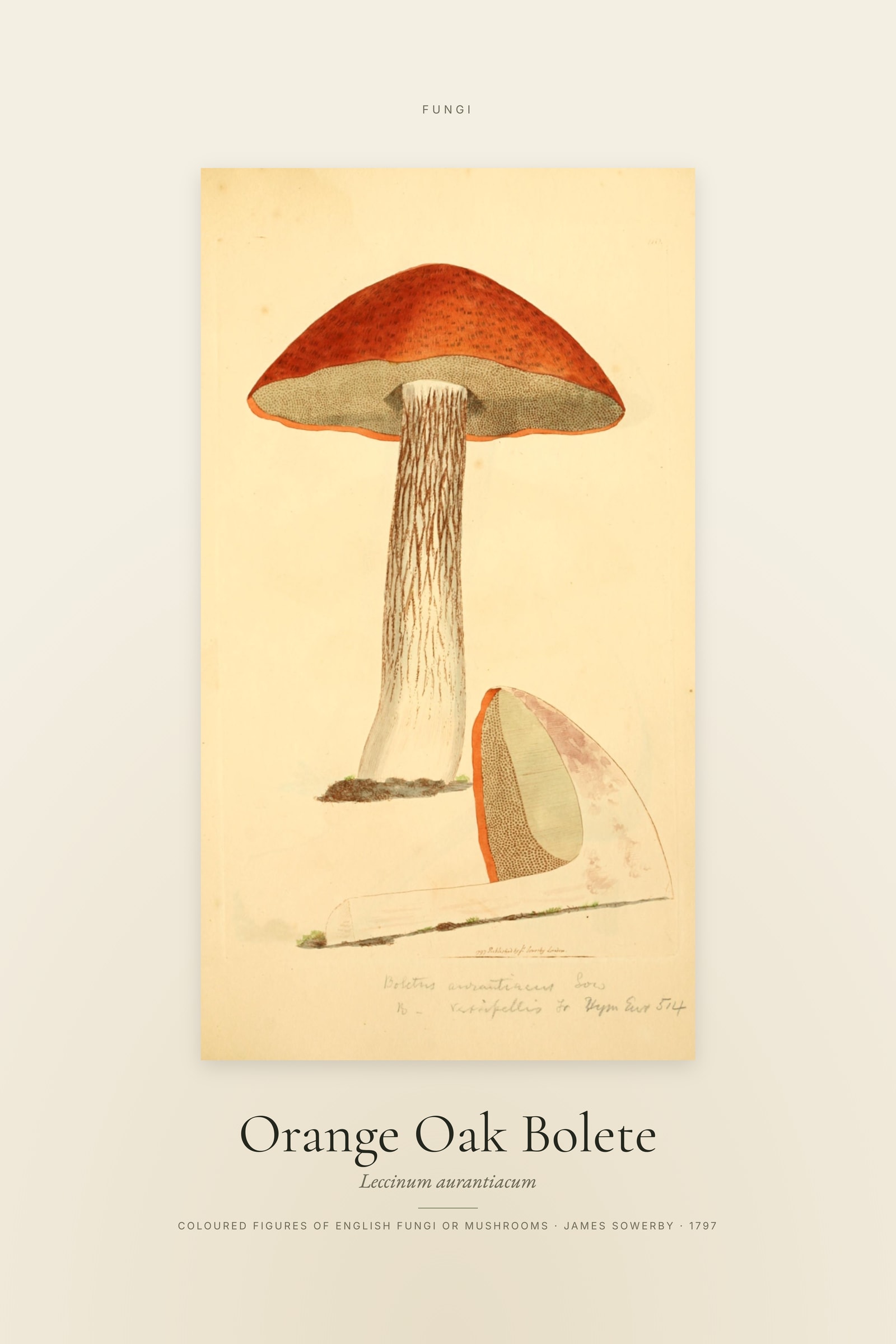 Orange Oak Bolete — Specimen