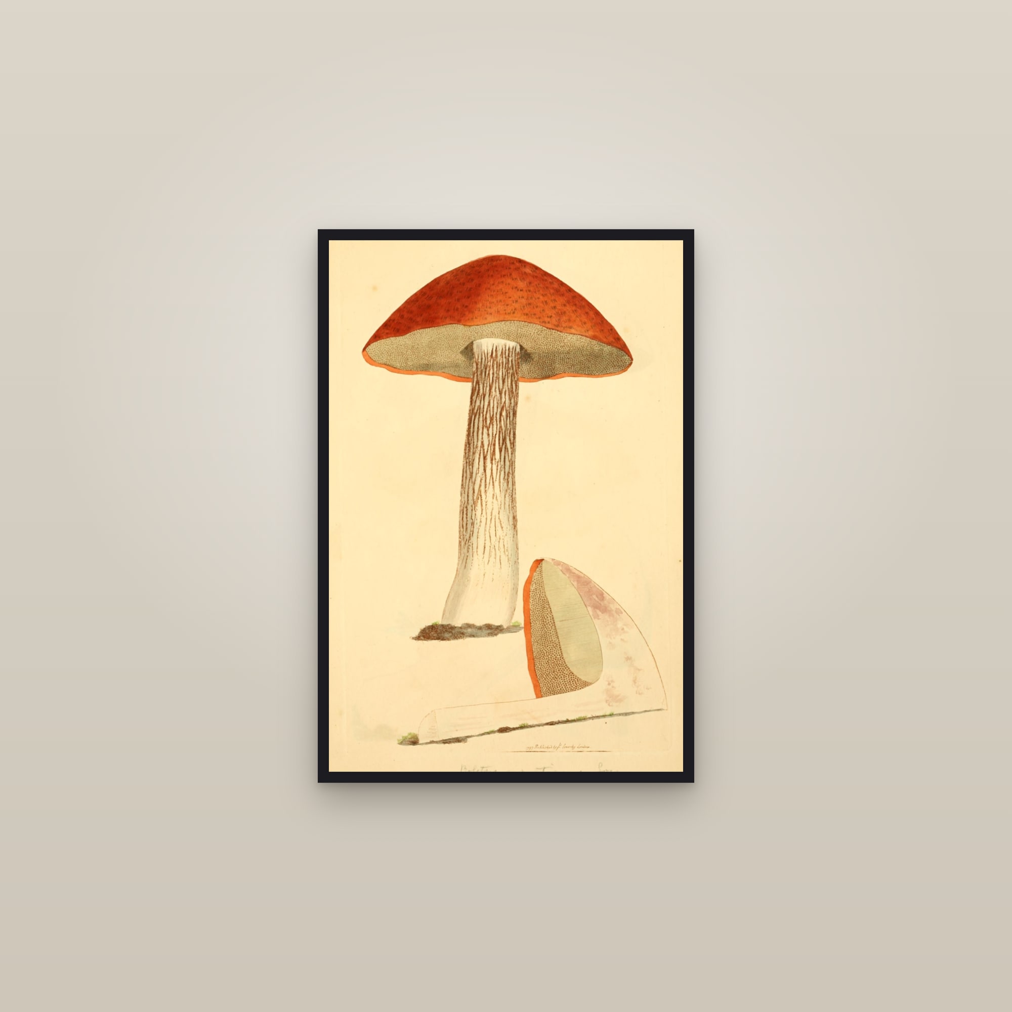 Orange Oak Bolete — framed in a gallery setting