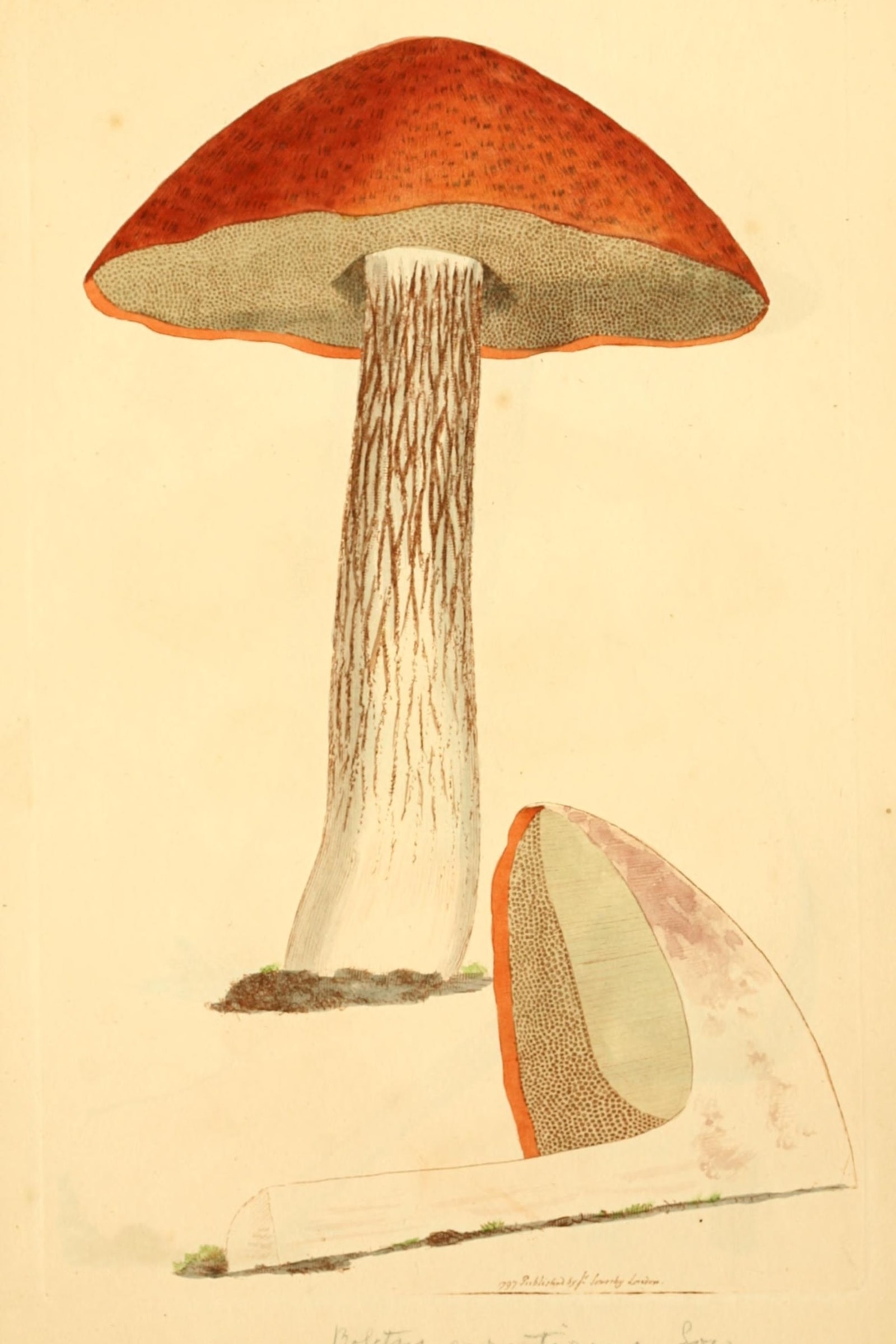 Orange Oak Bolete