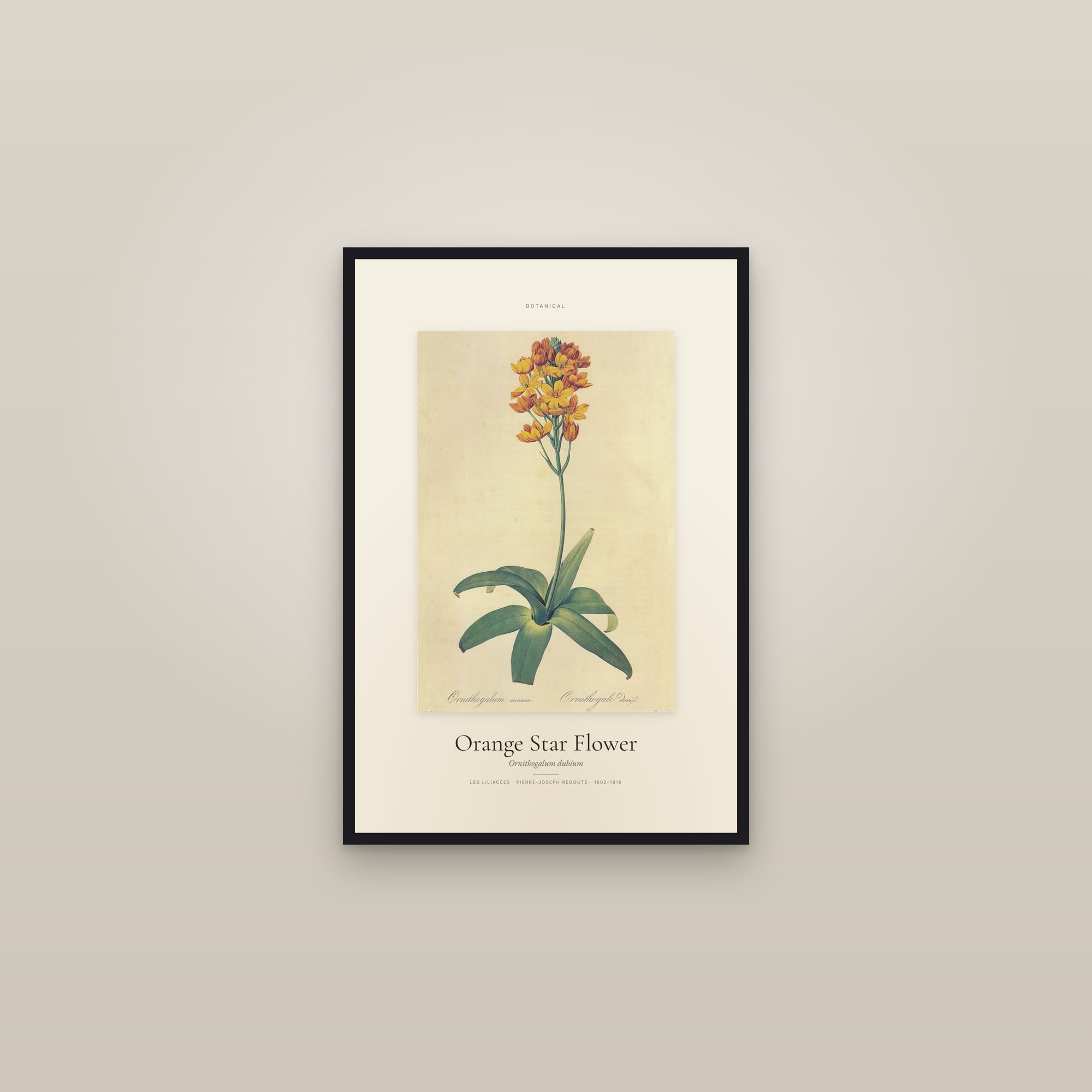 Orange Star Flower — Specimen