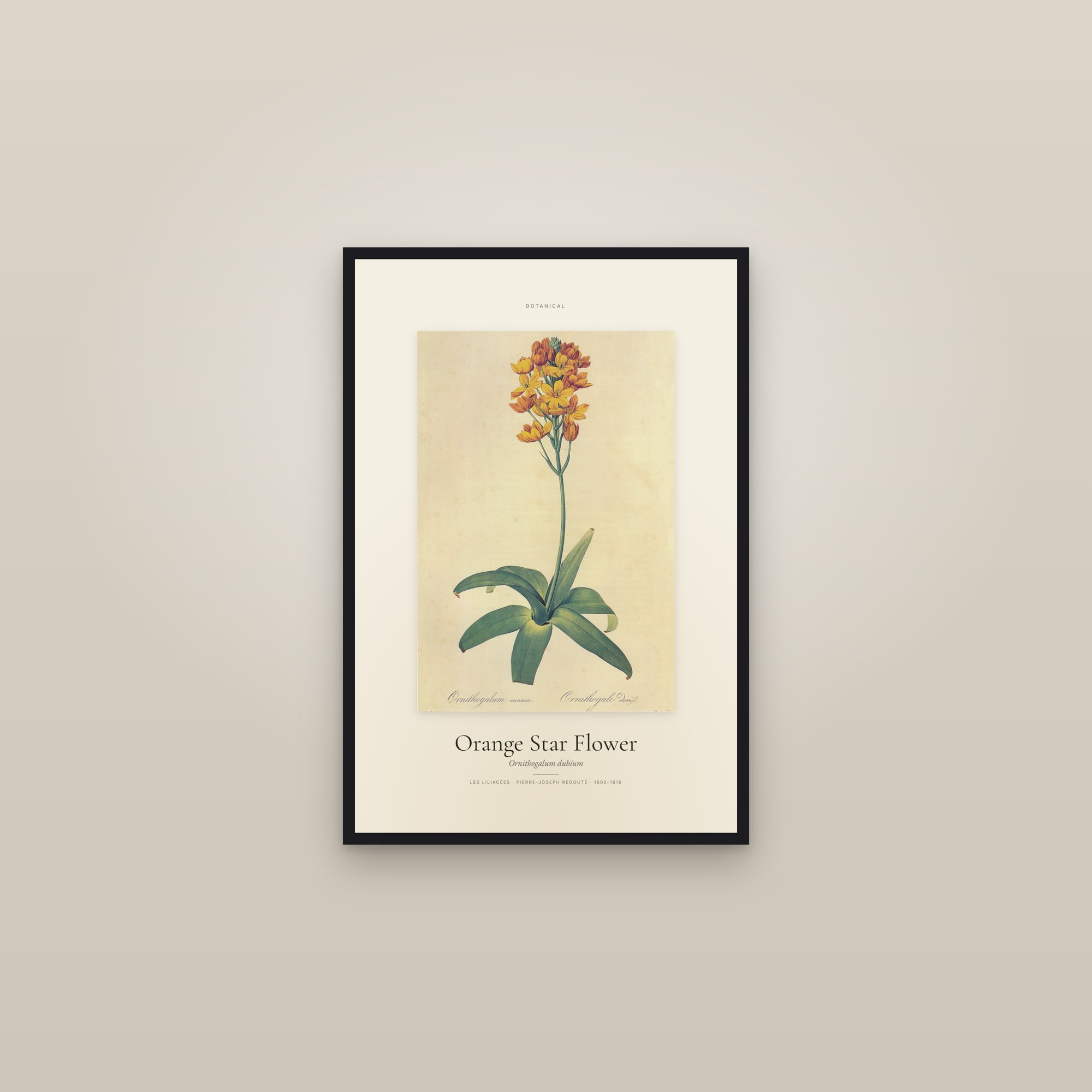 Orange Star Flower — Specimen — framed in a gallery setting