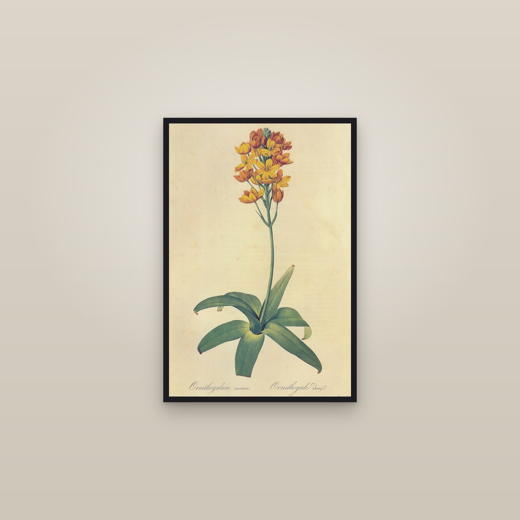 Orange Star Flower