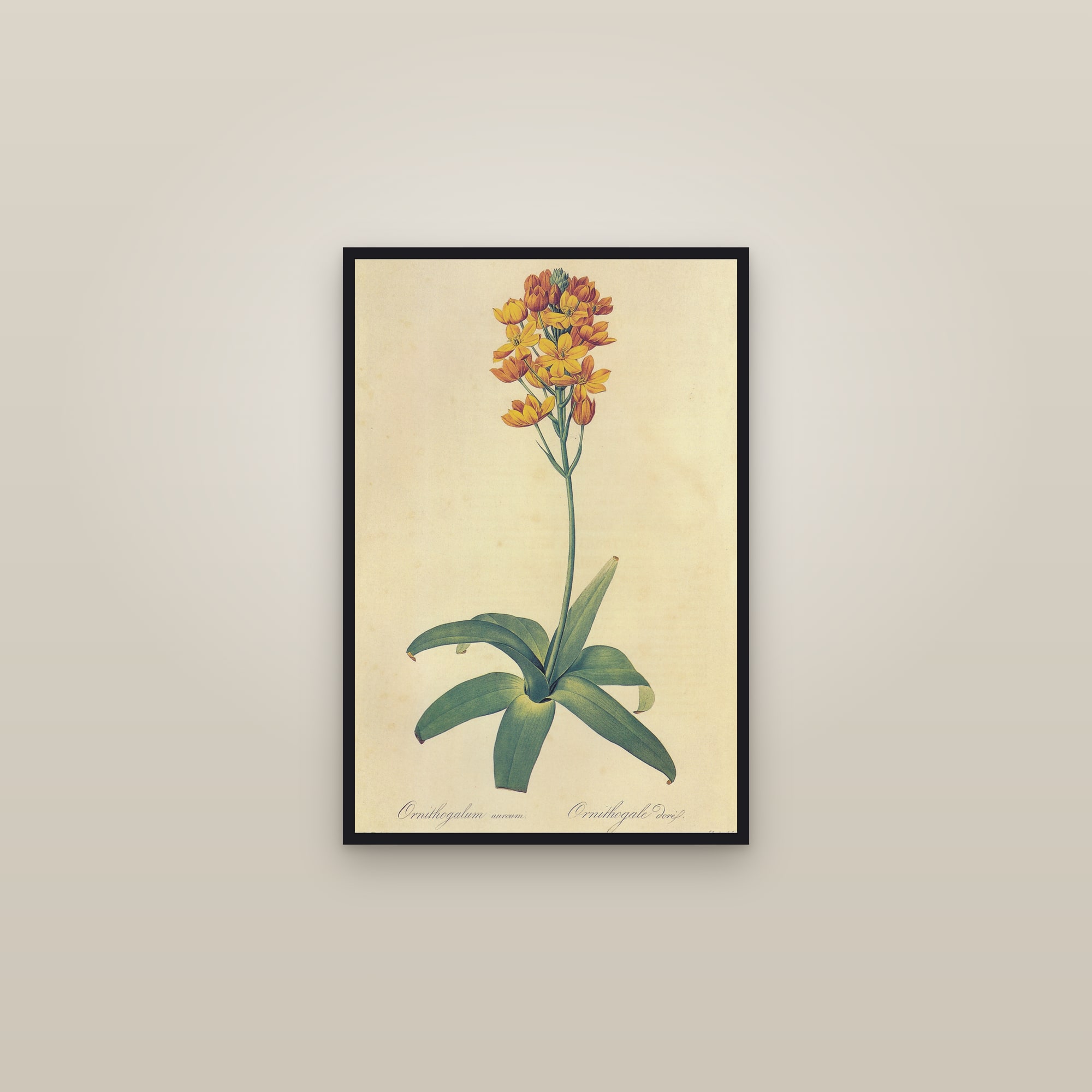 Orange Star Flower — framed in a gallery setting