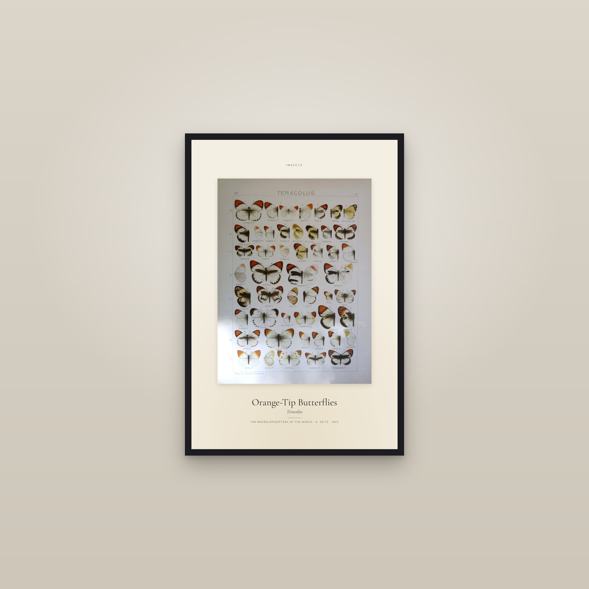 Orange-Tip Butterflies — Specimen — framed in a gallery setting