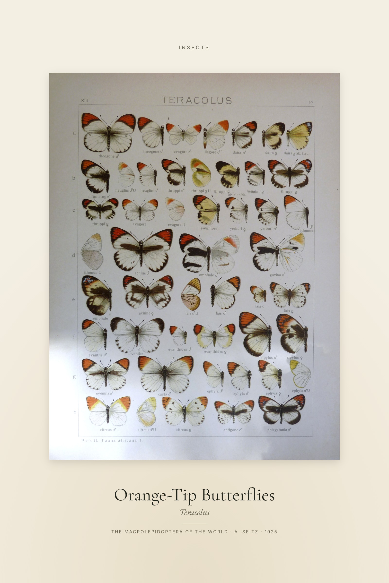 Orange-Tip Butterflies — Specimen