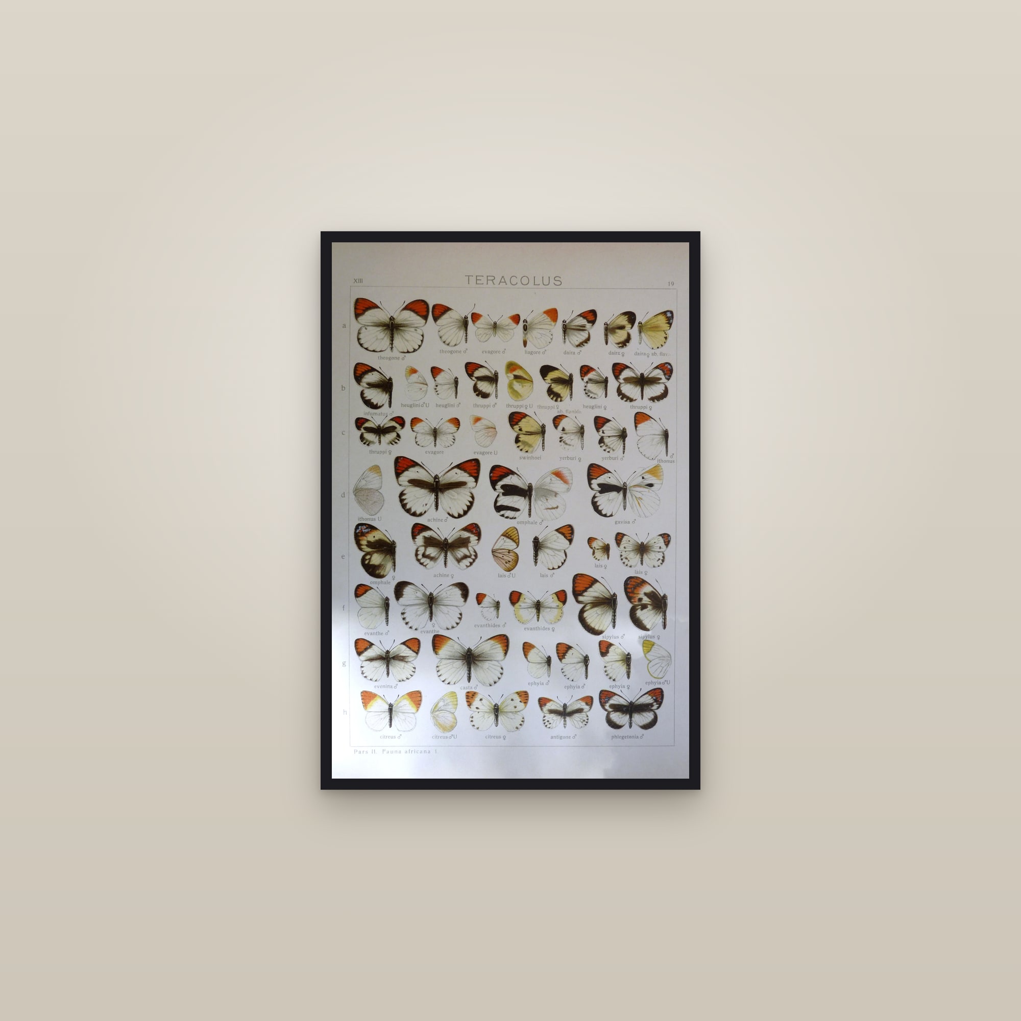 Orange-Tip Butterflies — framed in a gallery setting