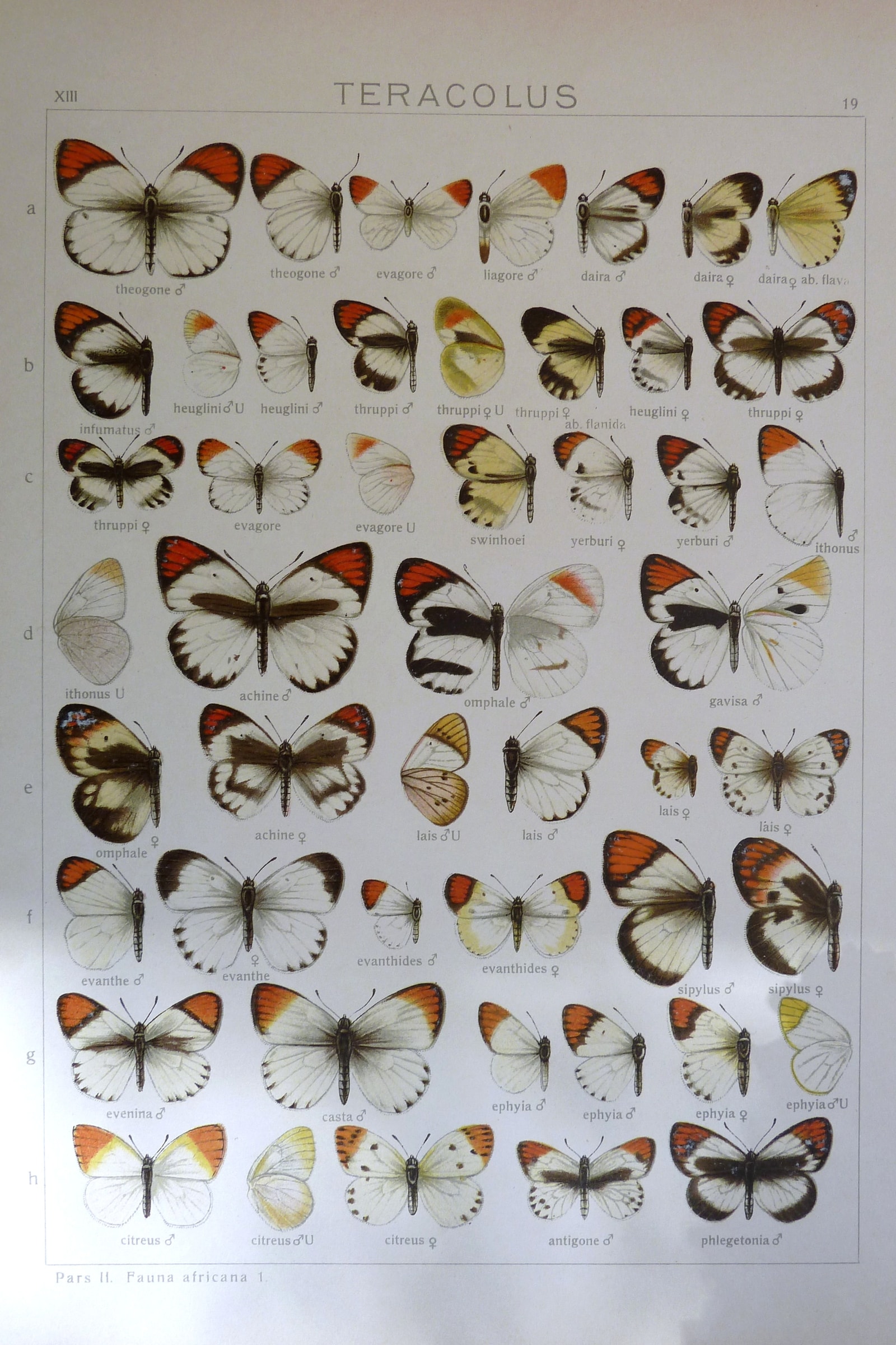 Orange-Tip Butterflies
