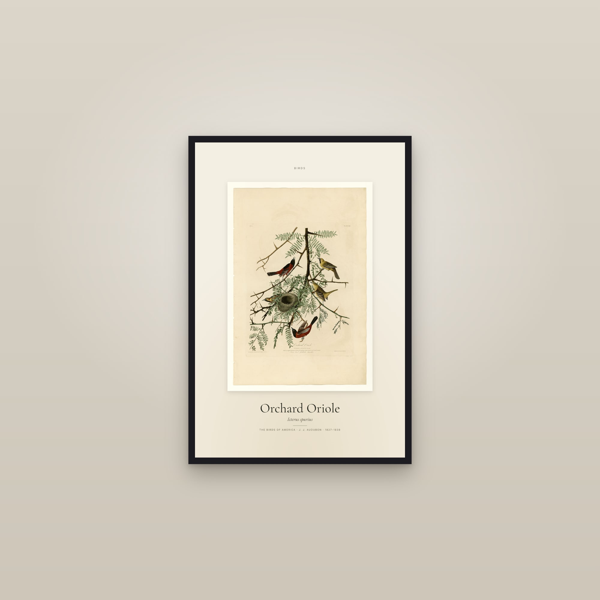 Orchard Oriole — Specimen — framed in a gallery setting