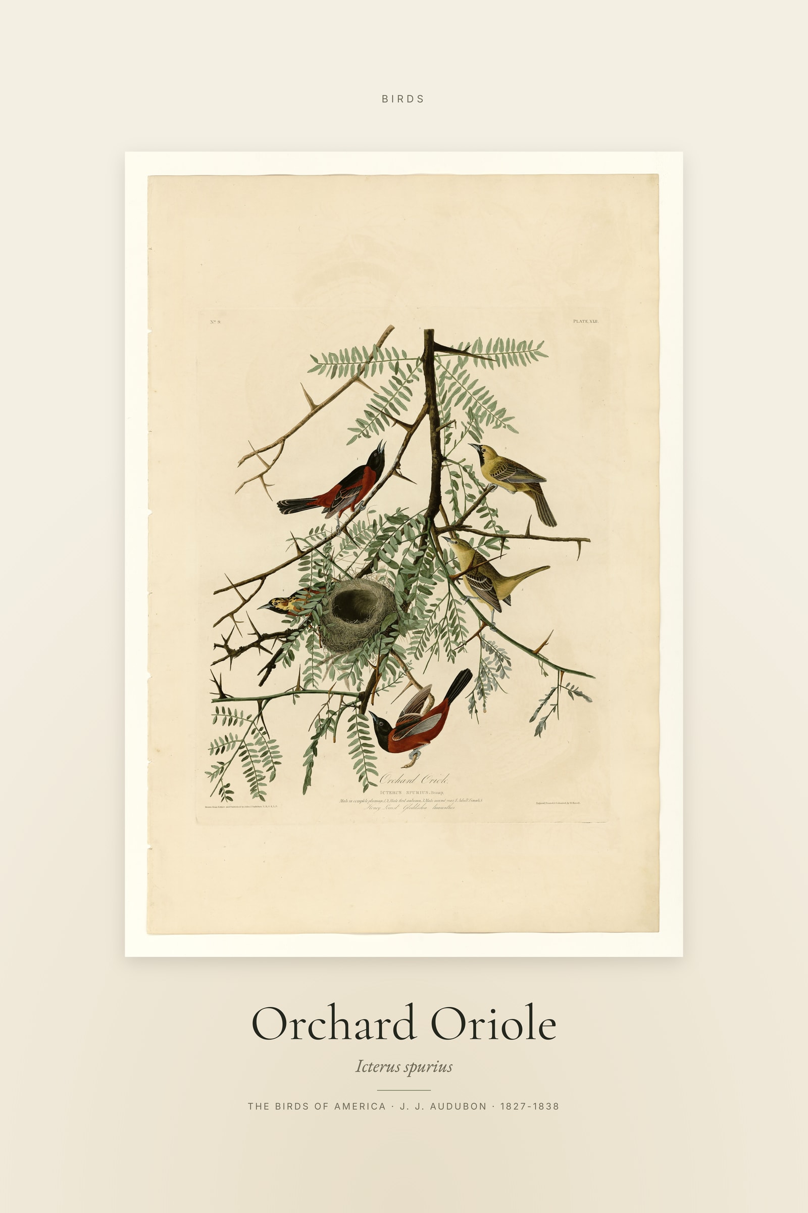 Orchard Oriole — Specimen