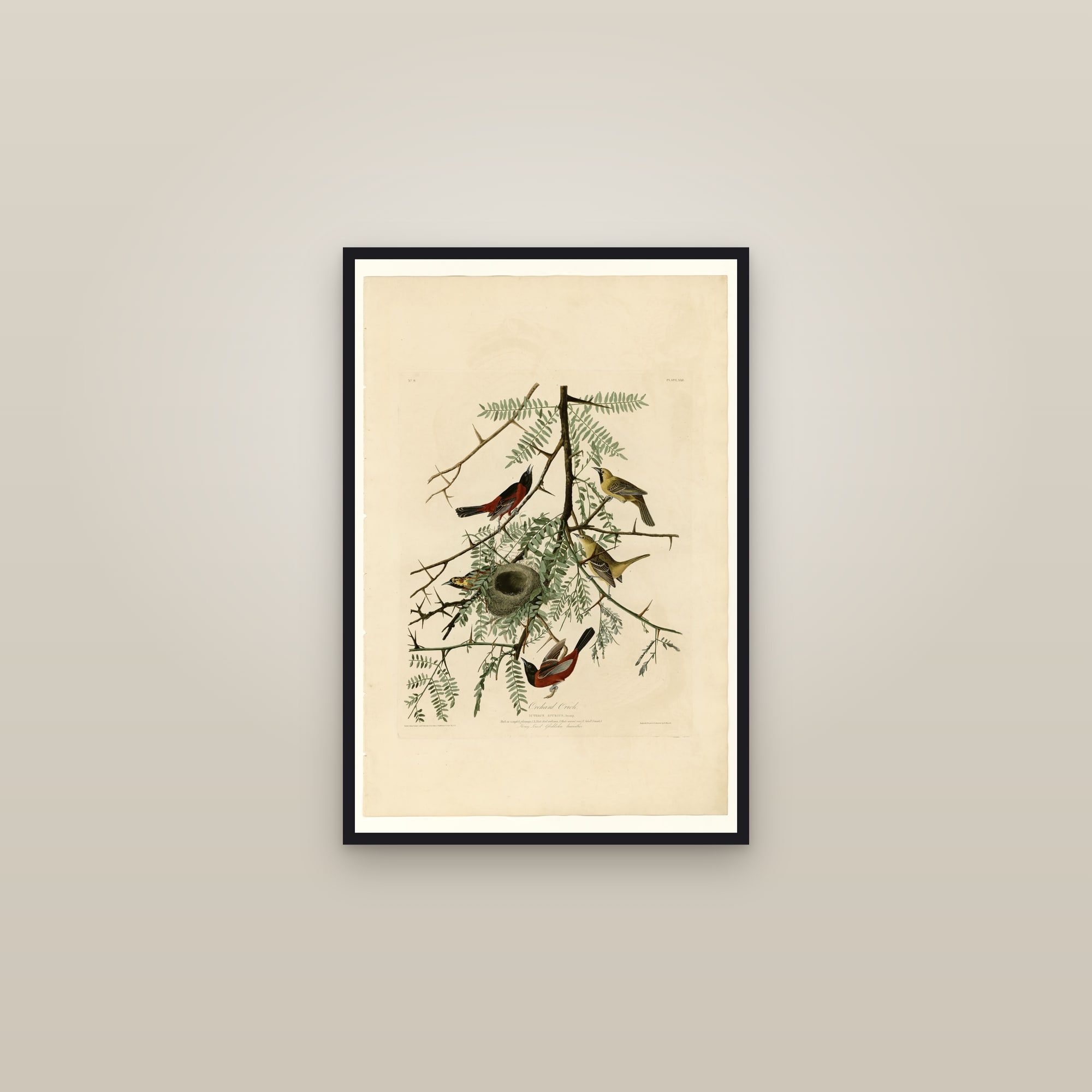 Orchard Oriole — framed in a gallery setting