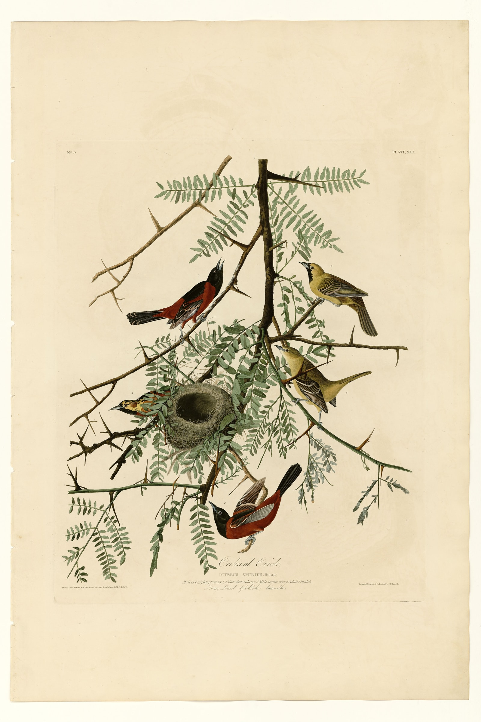 Orchard Oriole