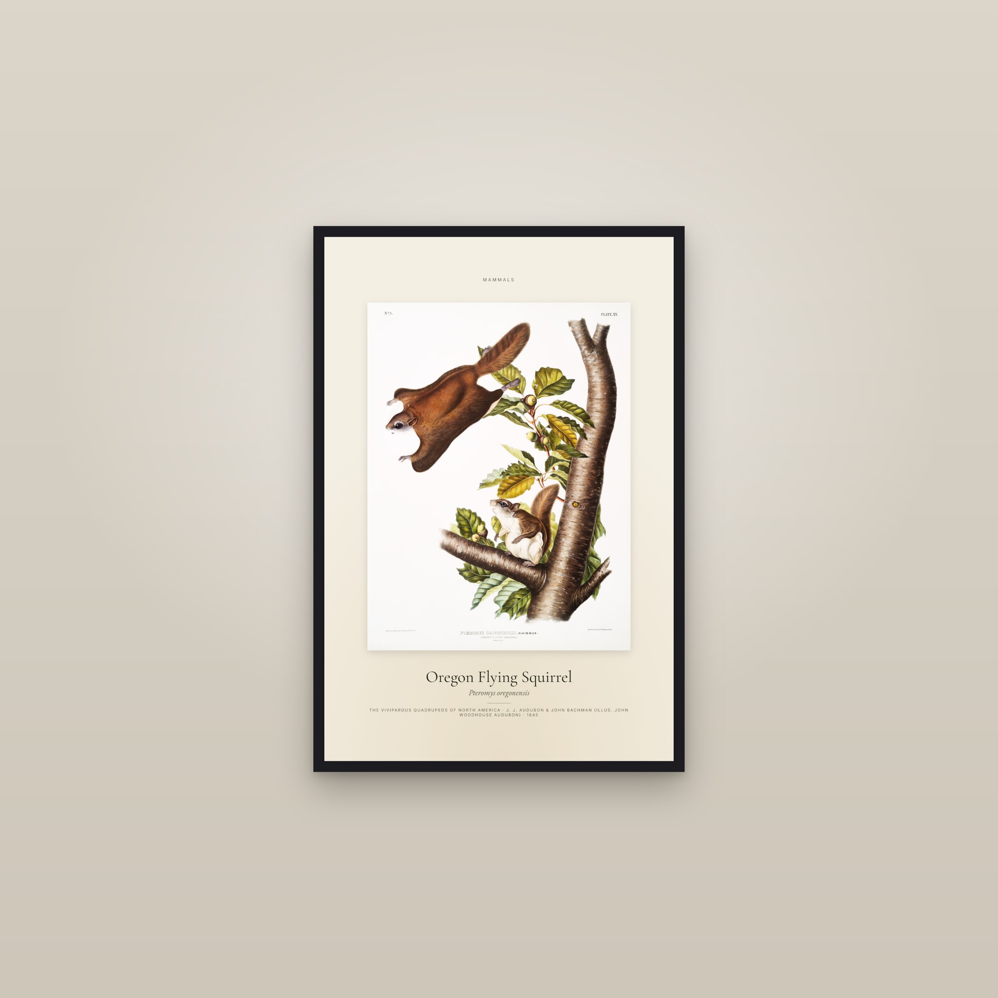 Oregon Flying Squirrel — Specimen — framed in a gallery setting