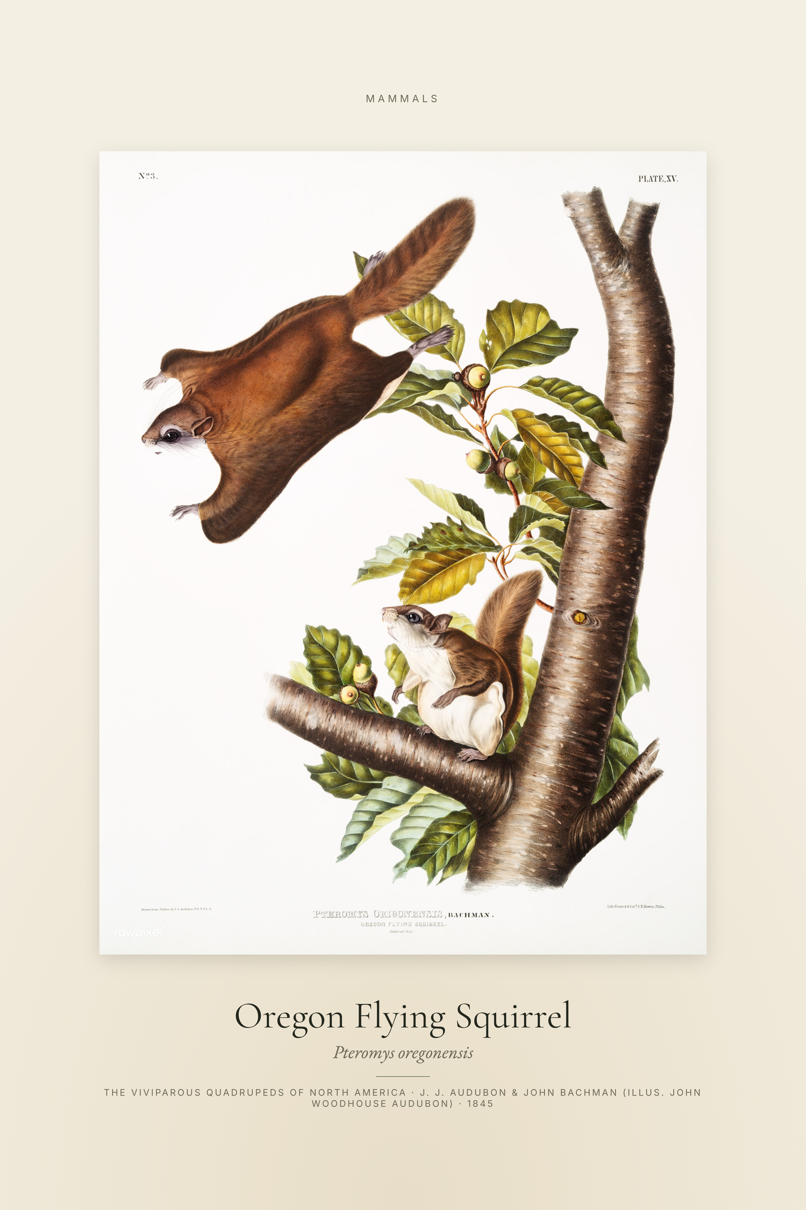 Oregon Flying Squirrel — Specimen