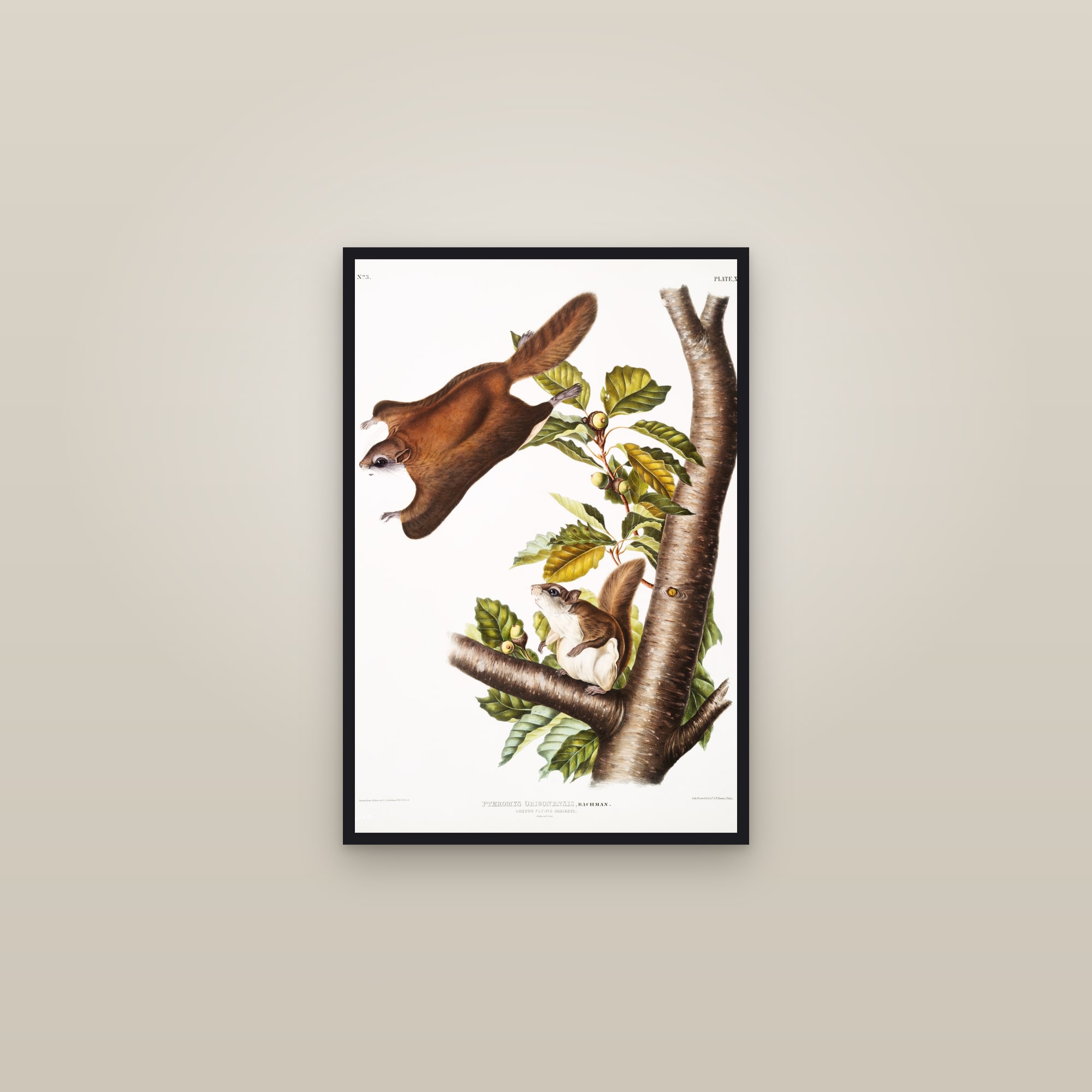 Oregon Flying Squirrel — framed in a gallery setting