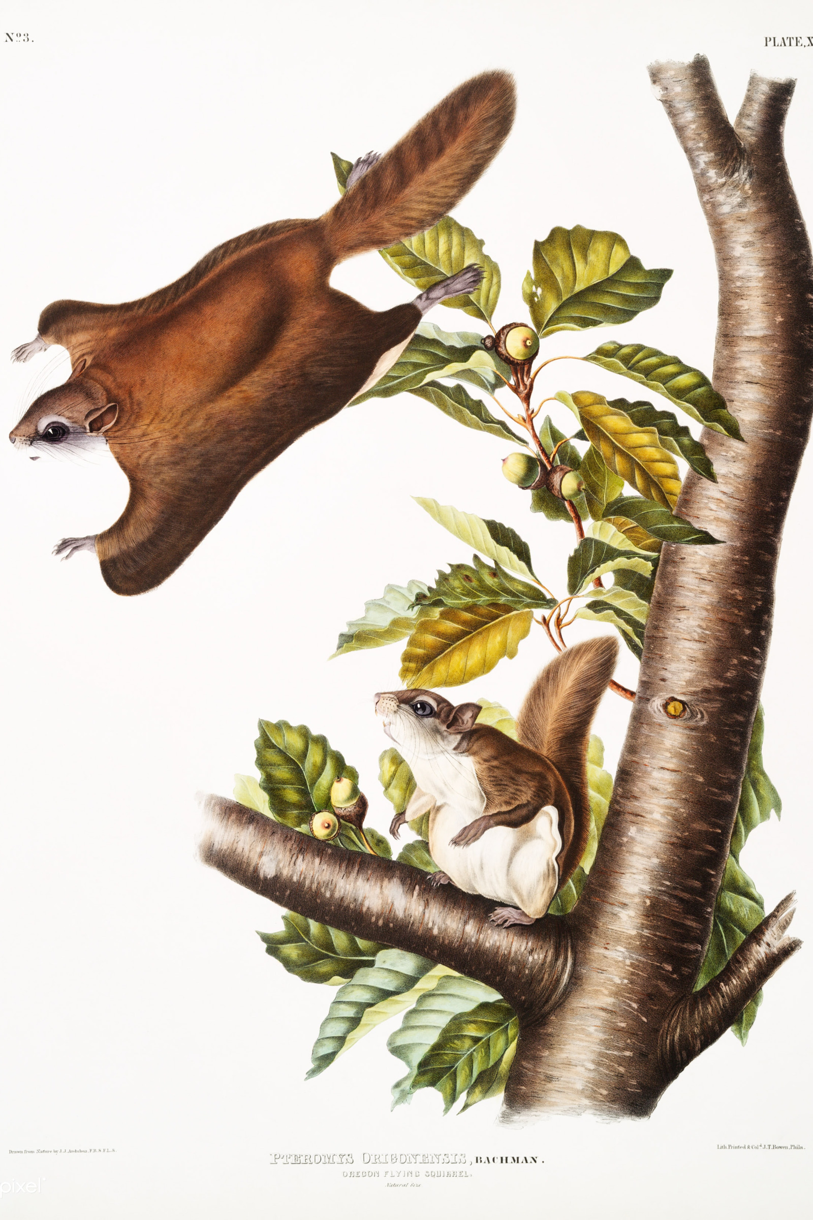 Oregon Flying Squirrel