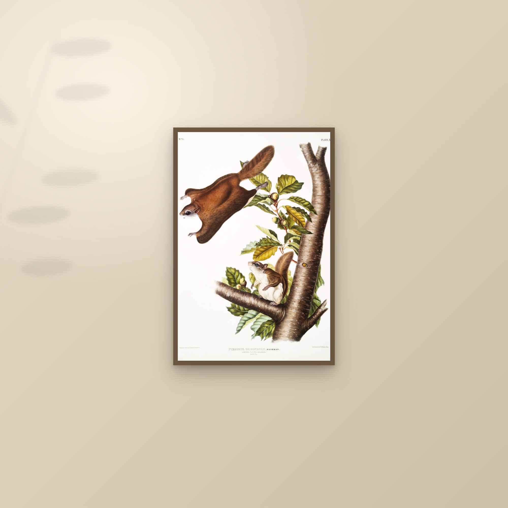 Oregon Flying Squirrel — framed and styled on a sunlit wall