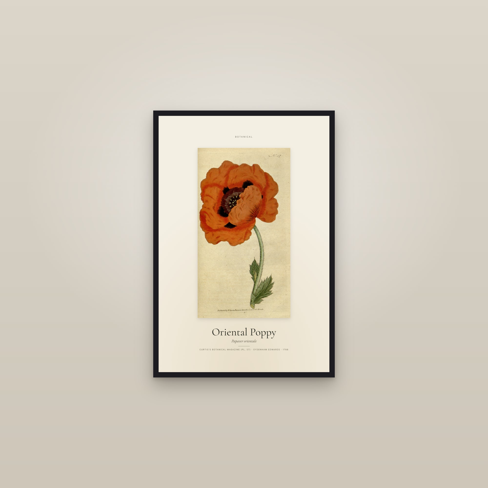Oriental Poppy — Specimen — framed in a gallery setting