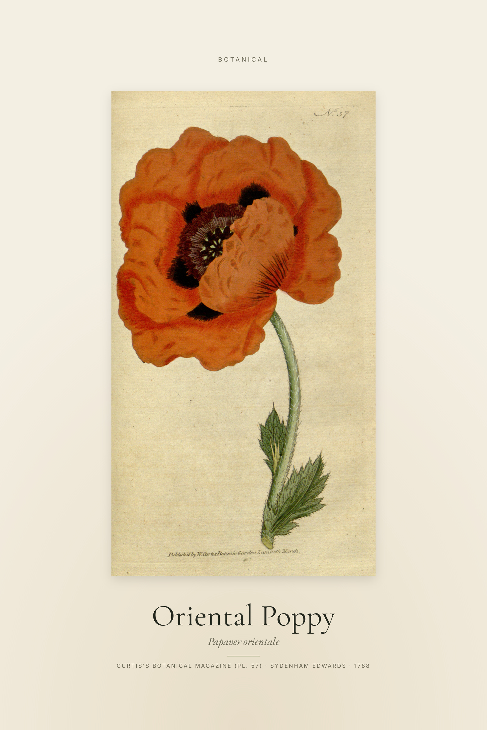 Oriental Poppy — Specimen