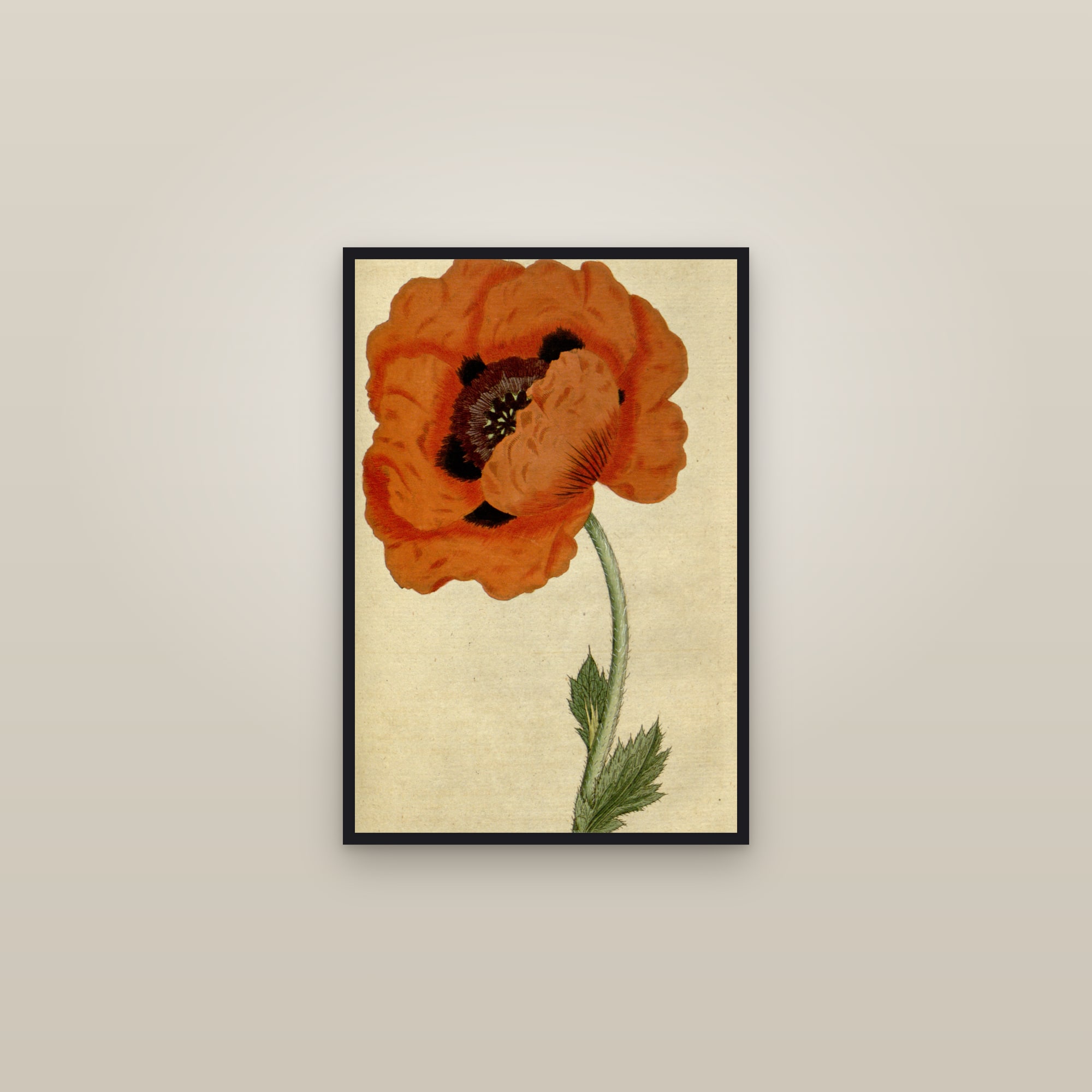 Oriental Poppy — framed in a gallery setting