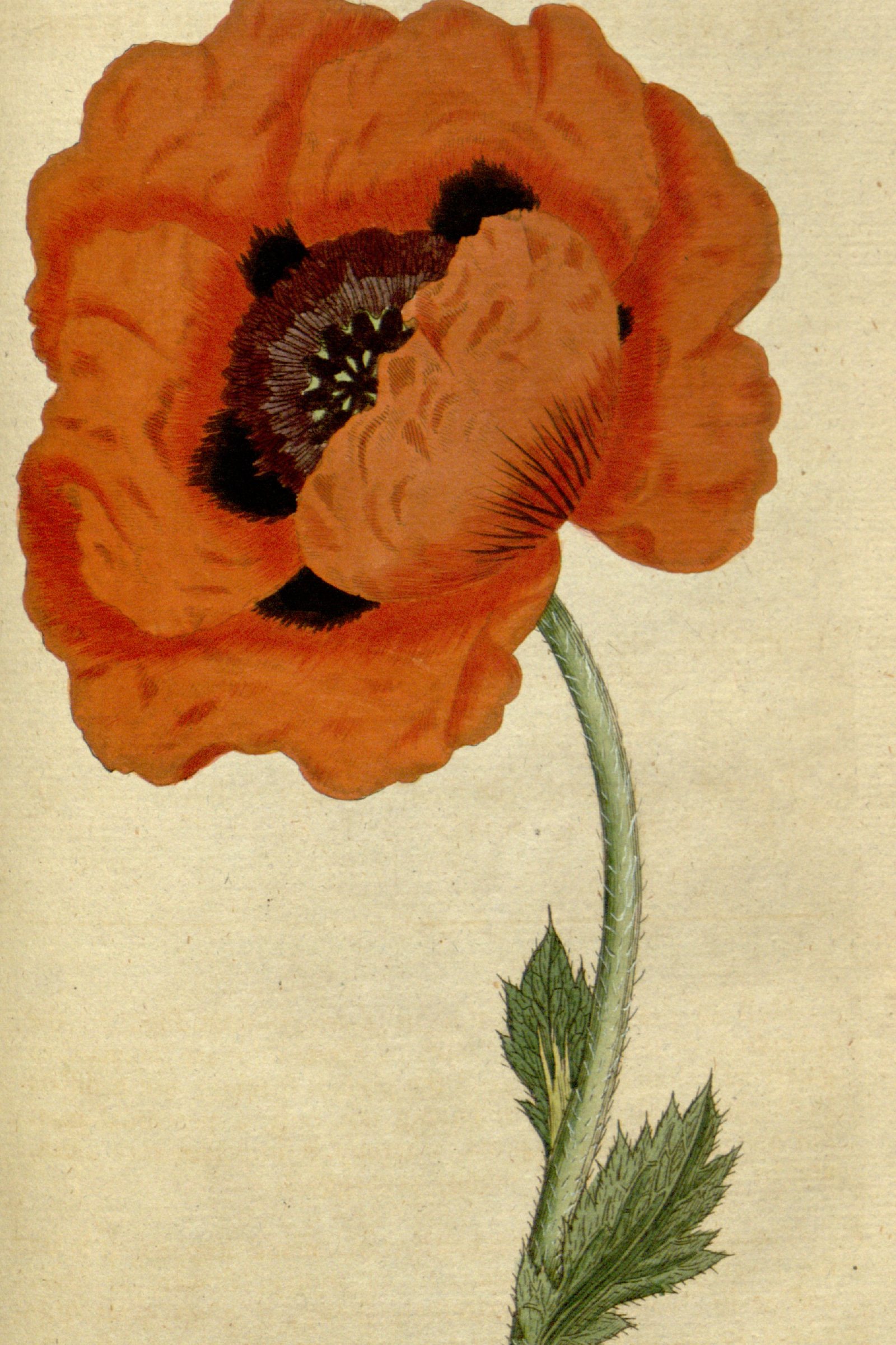 Oriental Poppy