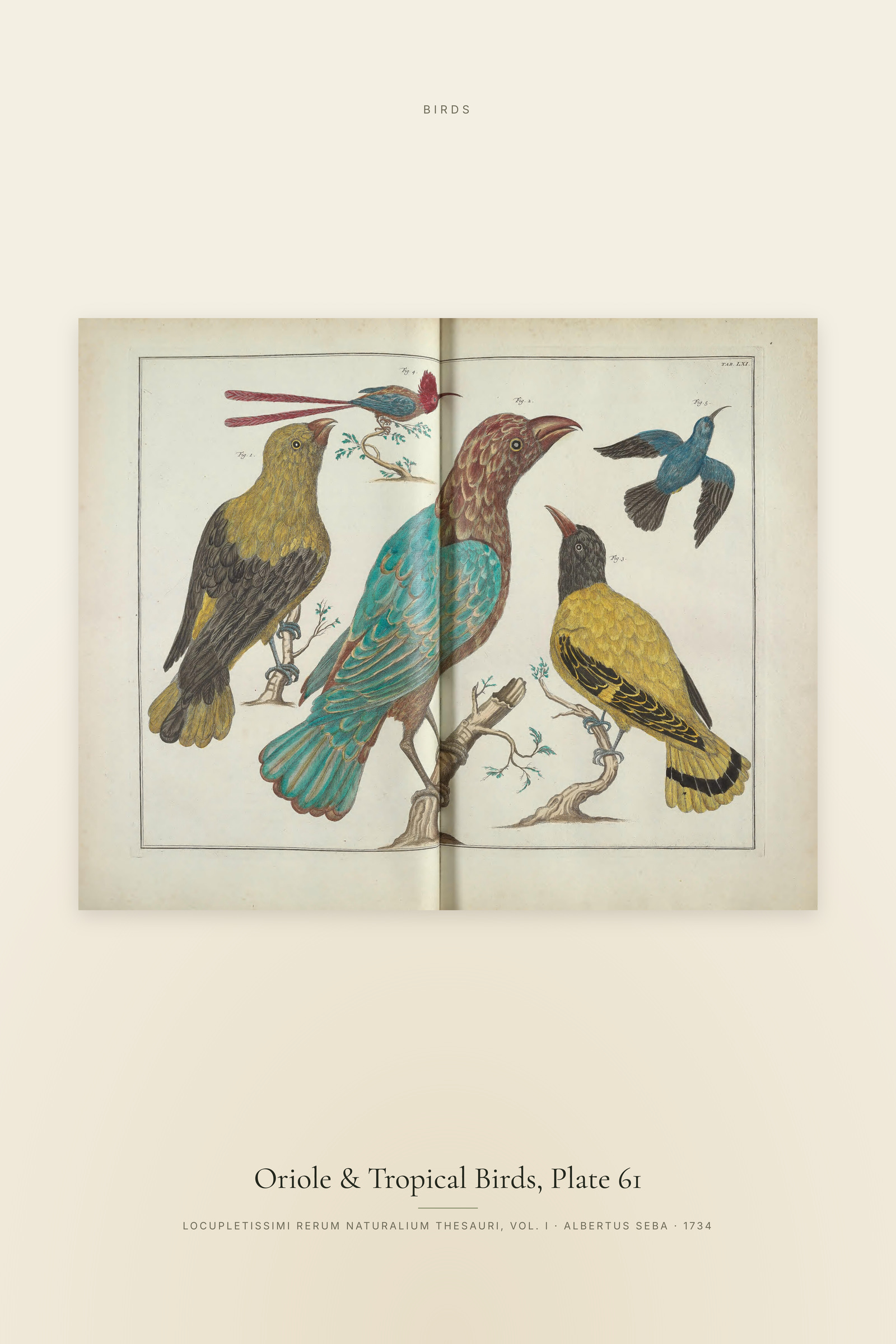 Oriole & Tropical Birds, Plate 61