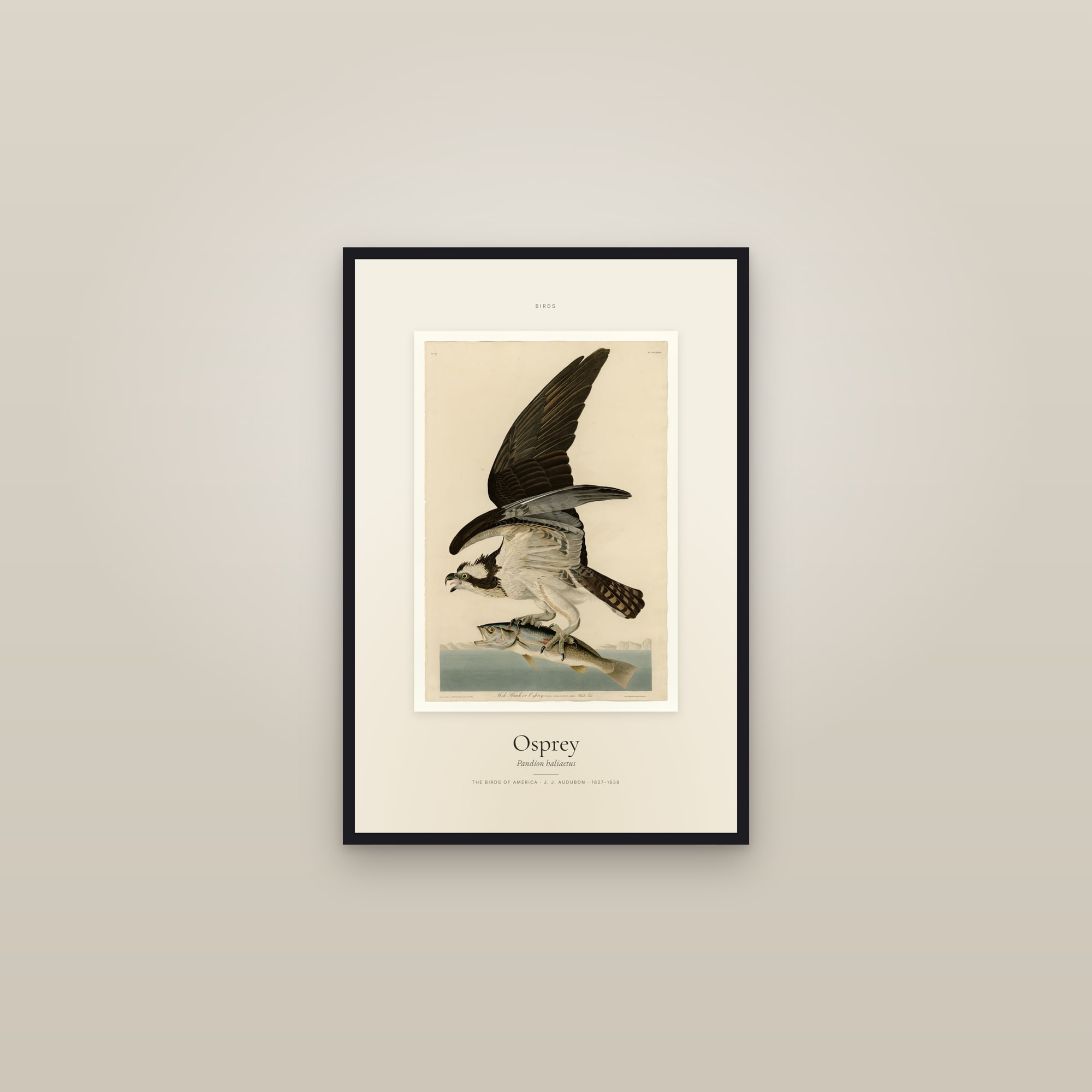 Osprey — Specimen — framed in a gallery setting