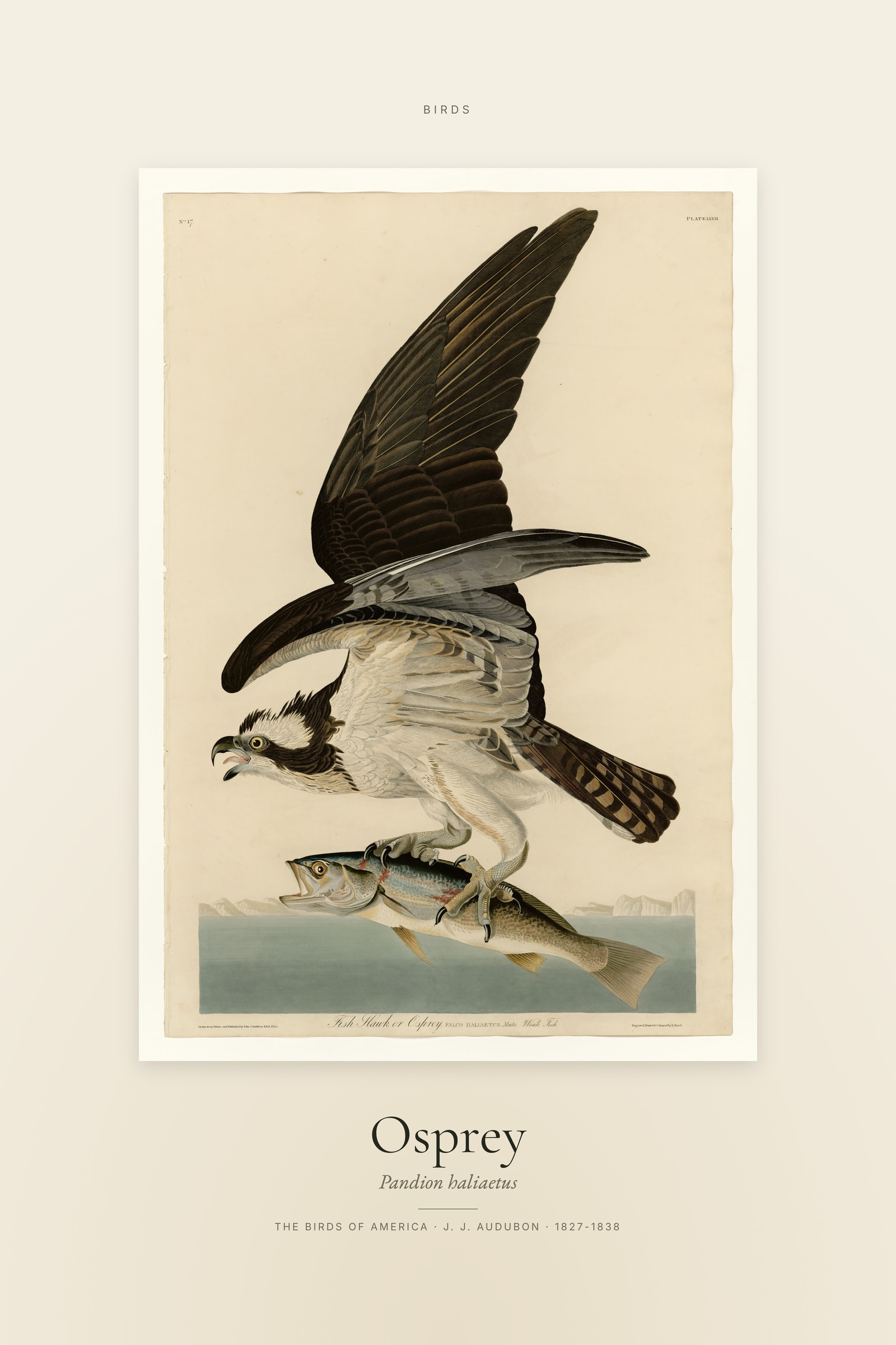Osprey — Specimen