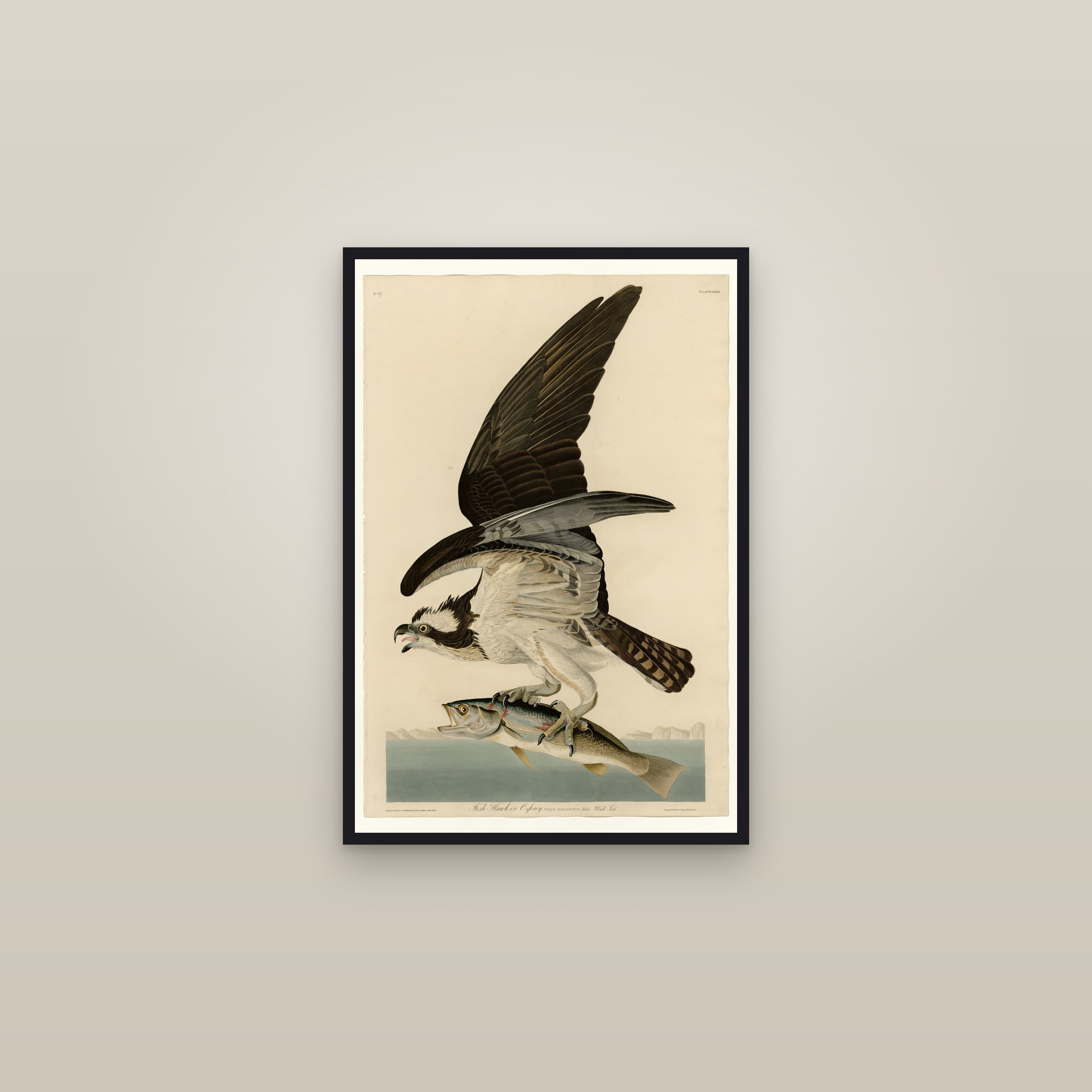 Osprey — framed in a gallery setting