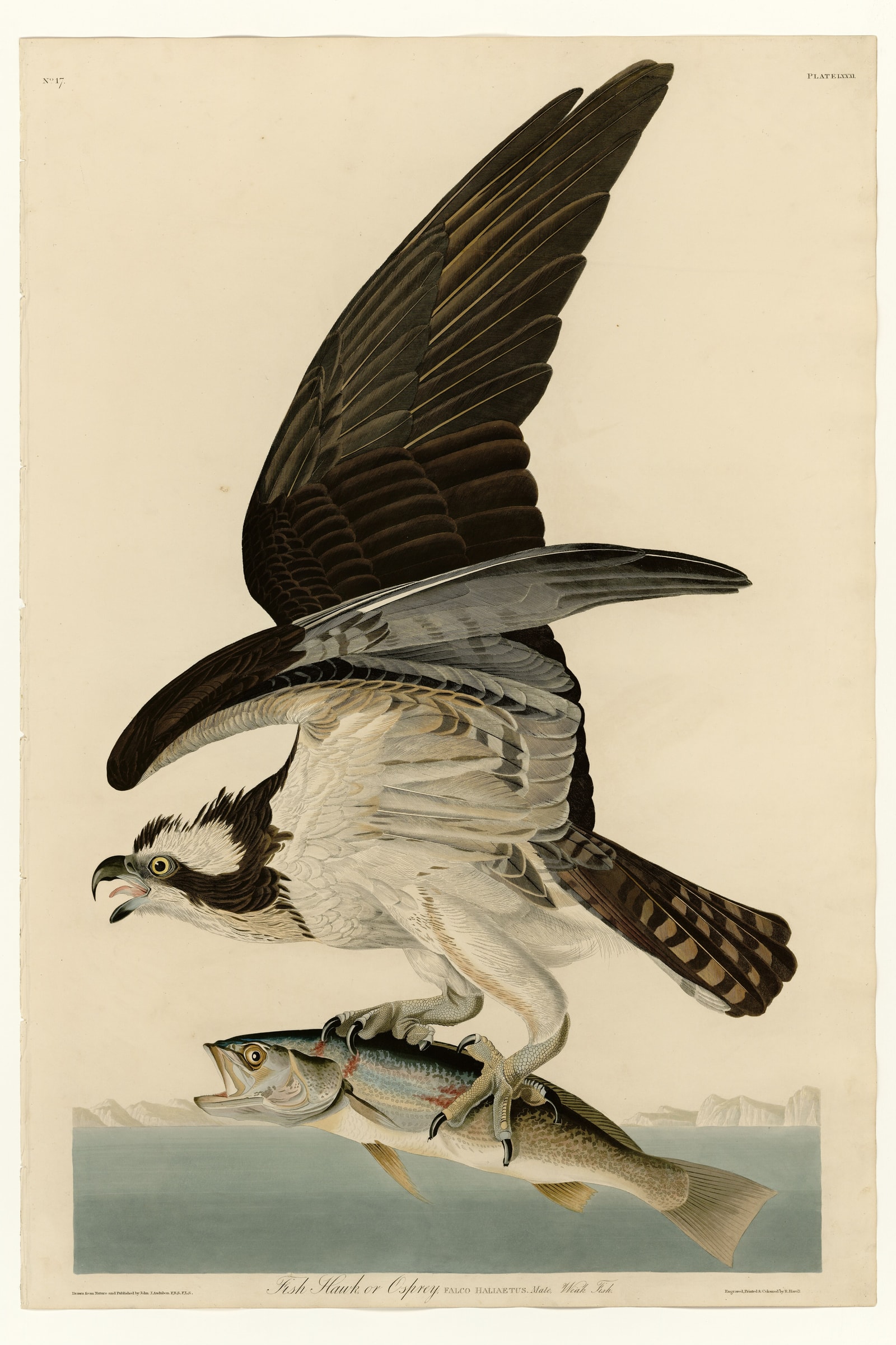 Osprey