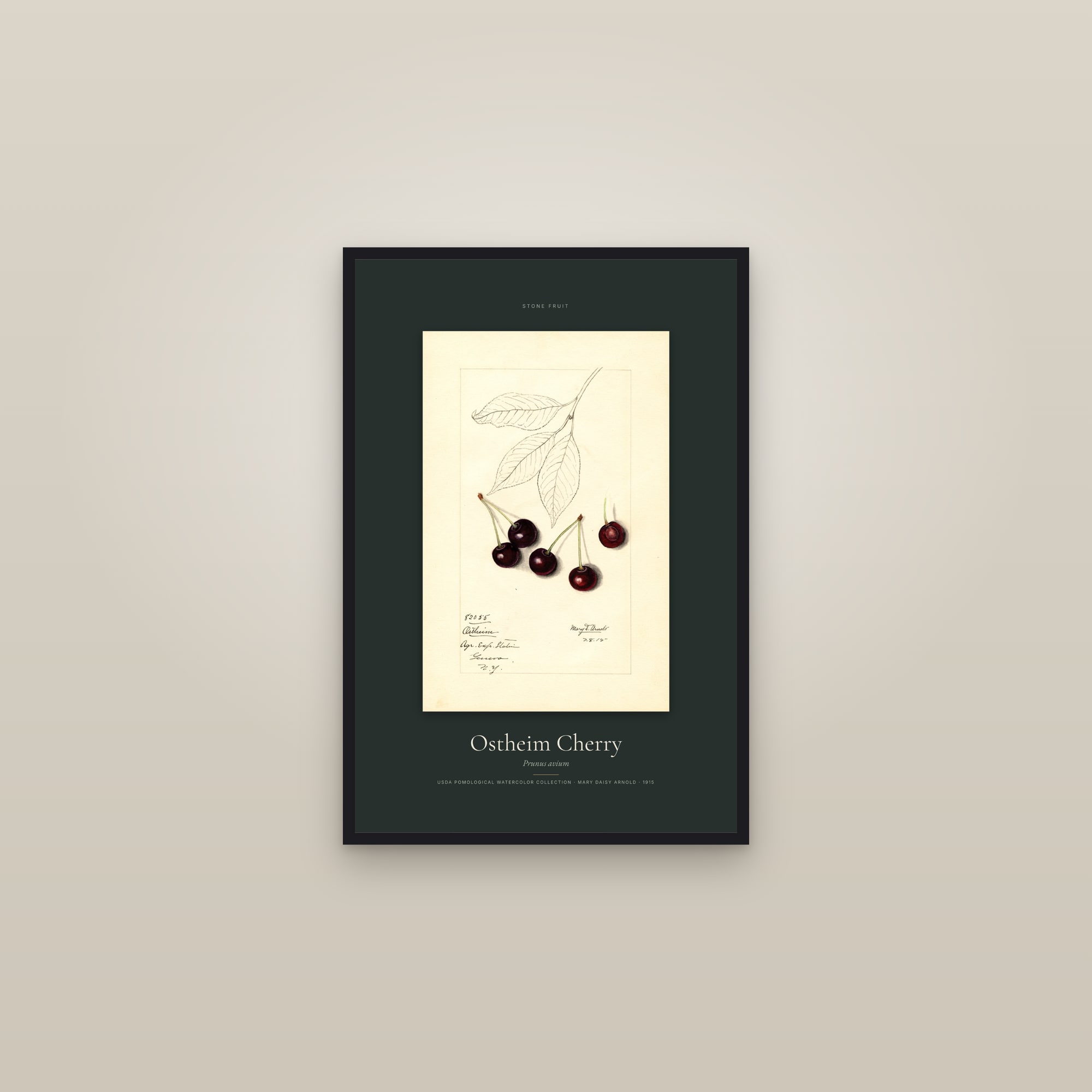 Ostheim Cherry — Specimen — framed in a gallery setting