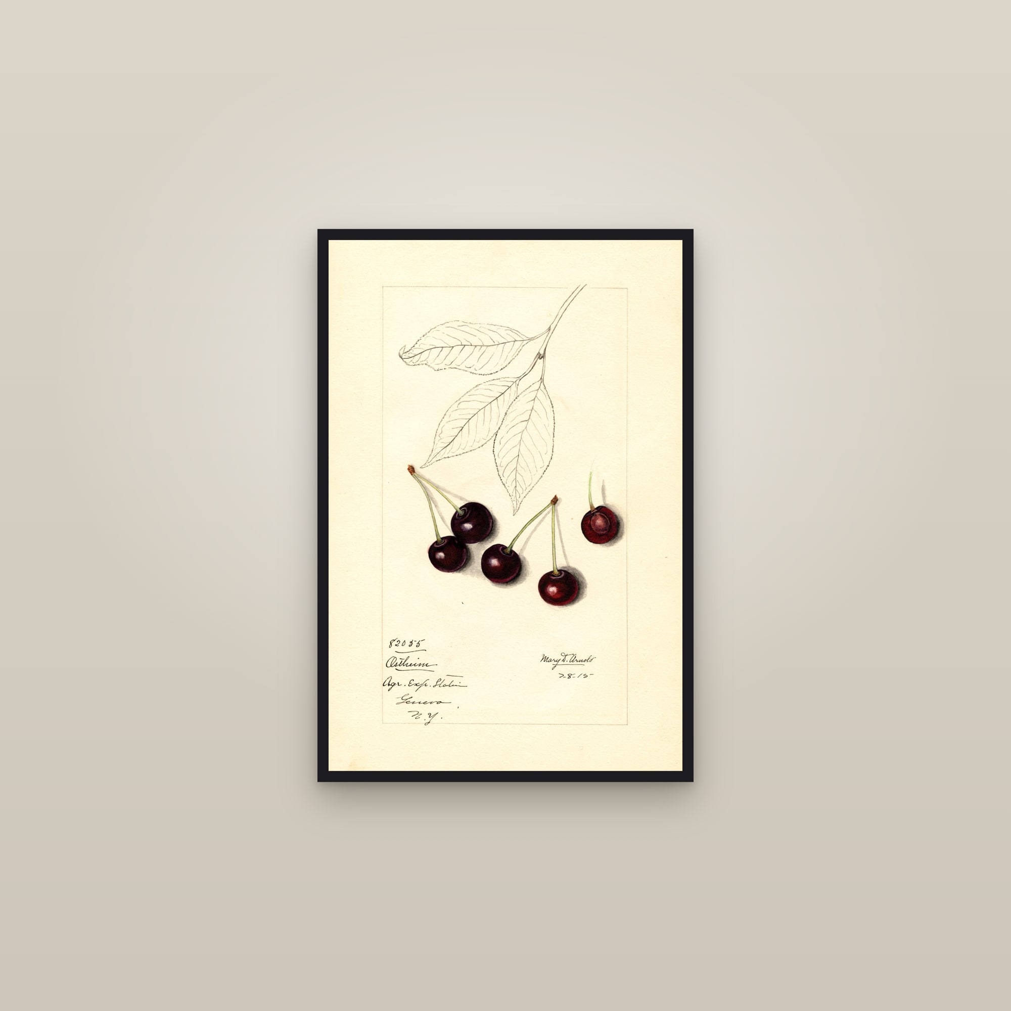 Ostheim Cherry — framed in a gallery setting