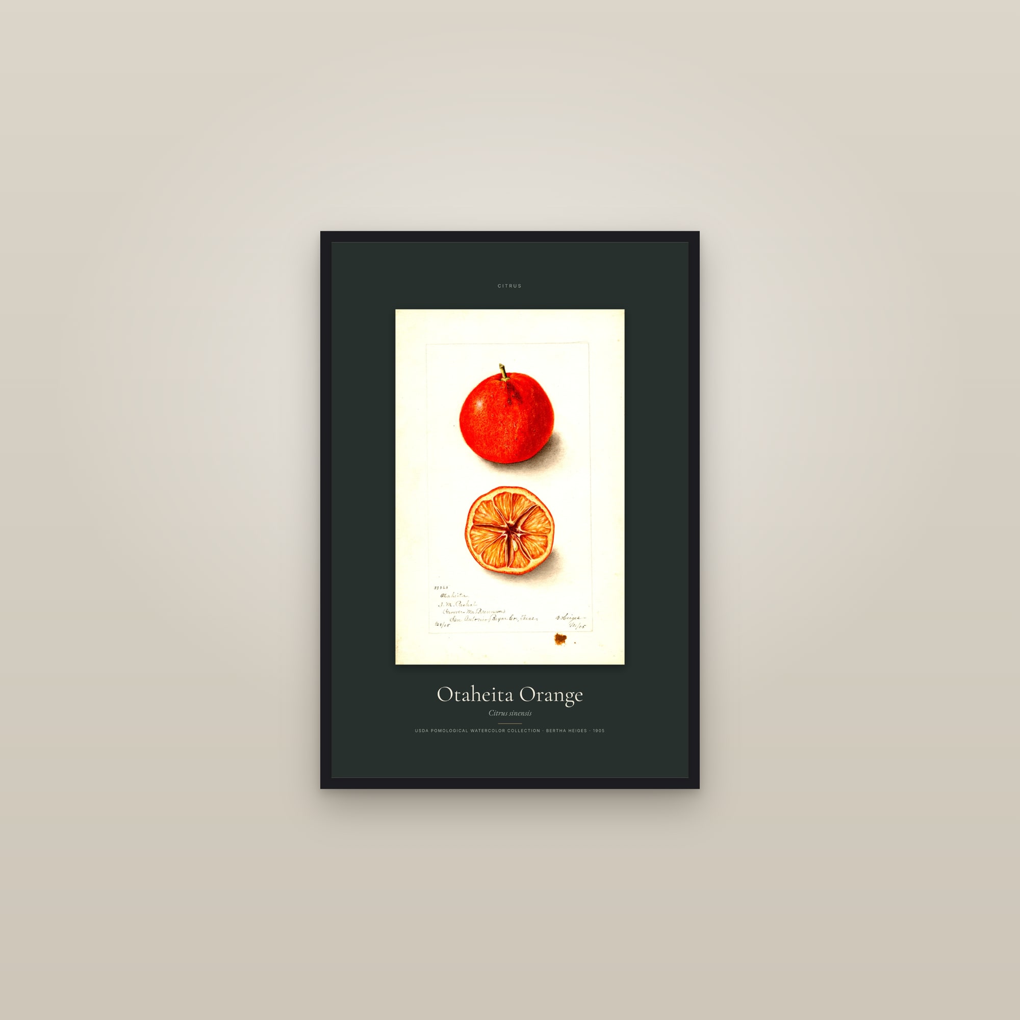 Otaheita Orange — Specimen — framed in a gallery setting