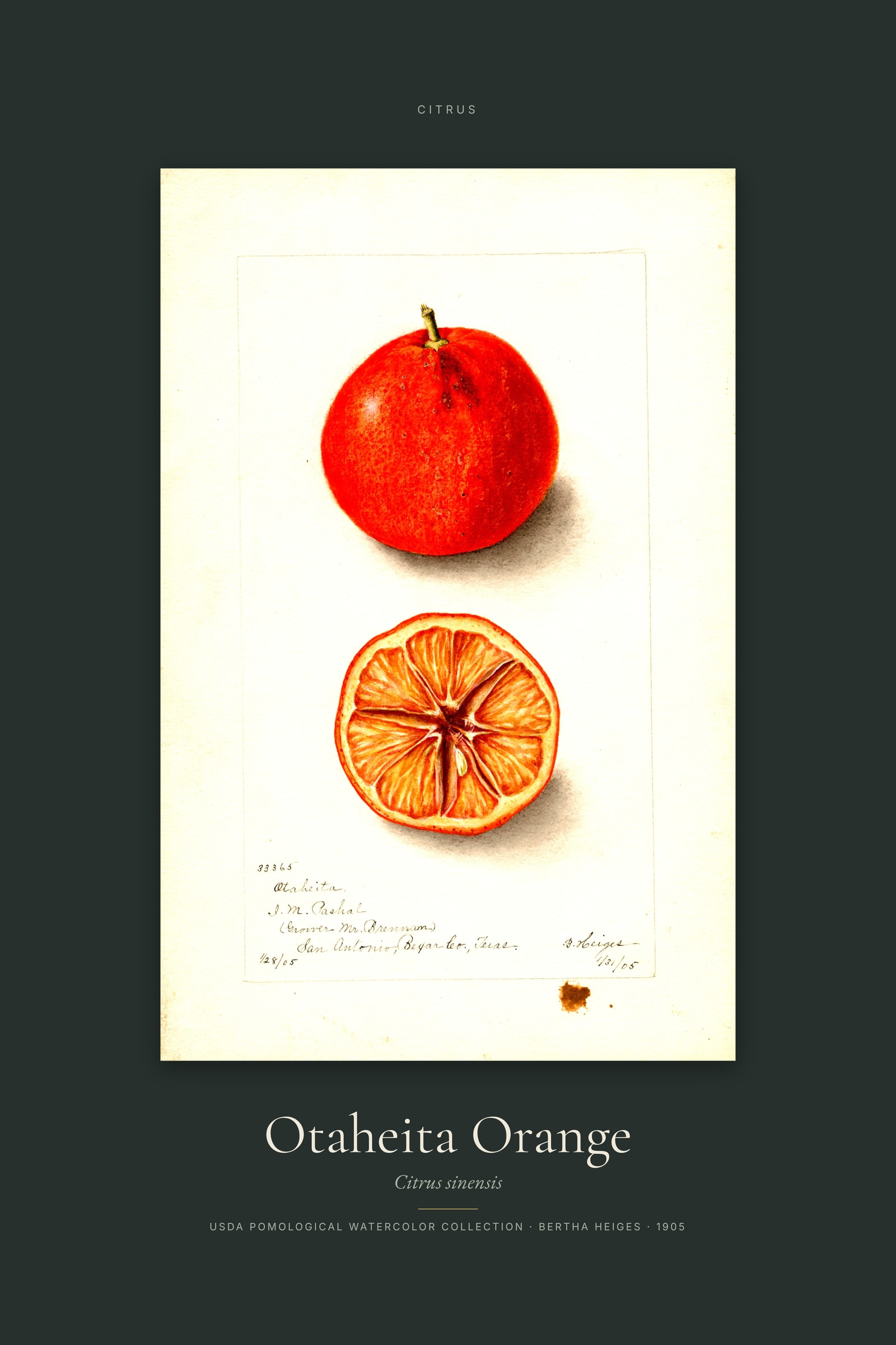 Otaheita Orange — Specimen