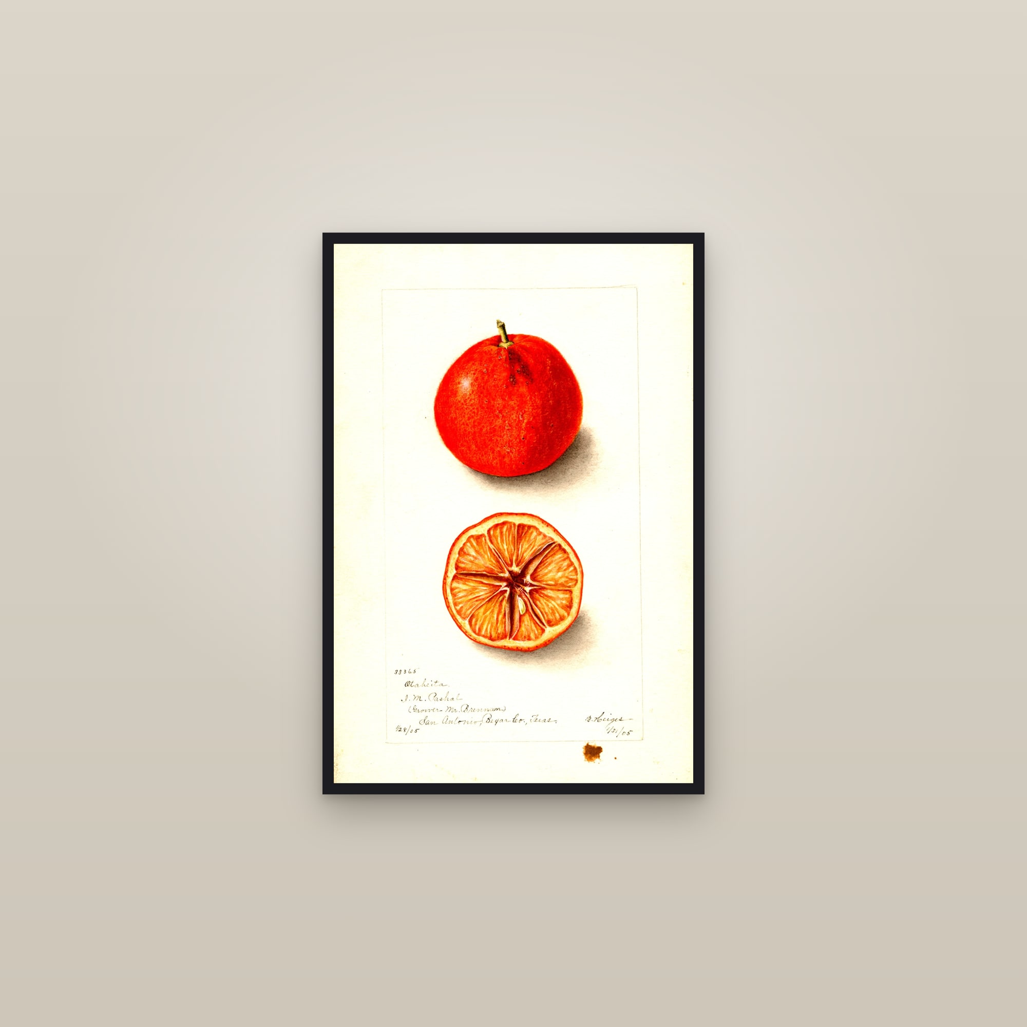 Otaheita Orange — framed in a gallery setting