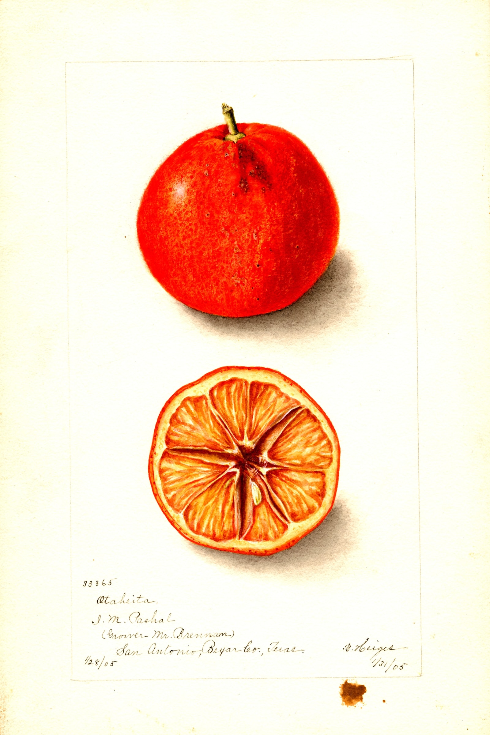 Otaheita Orange