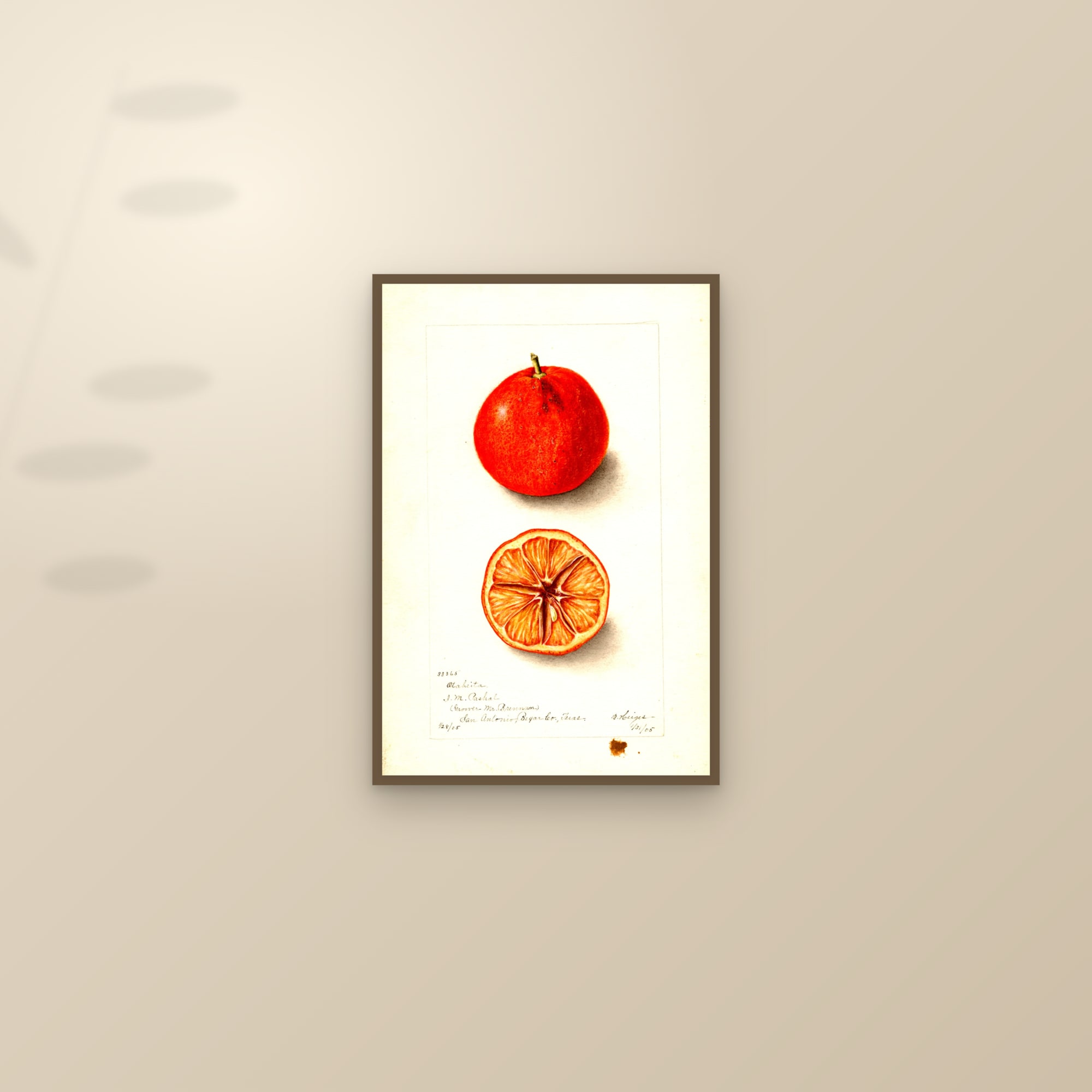 Otaheita Orange — framed and styled on a sunlit wall