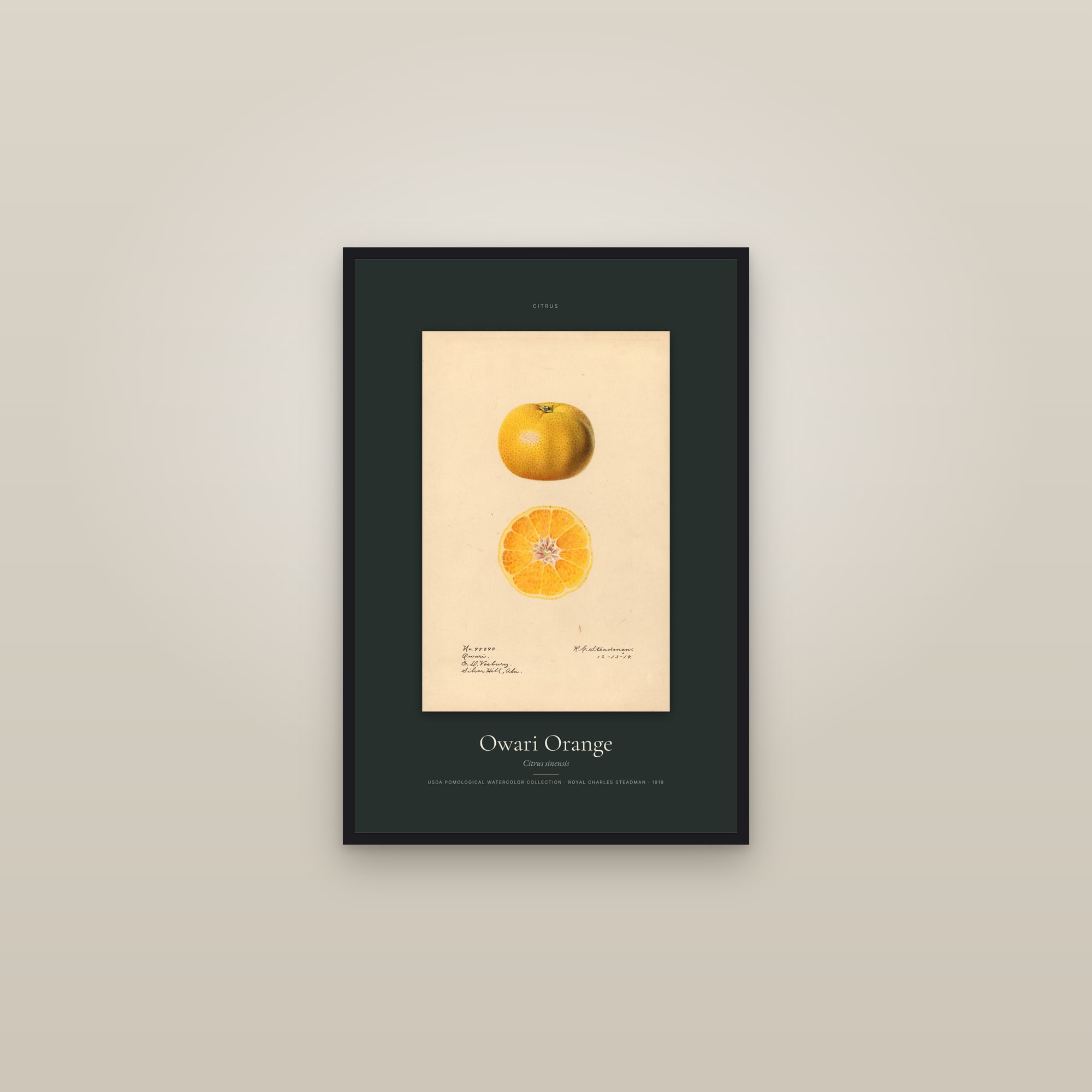 Owari Orange — Specimen — framed in a gallery setting