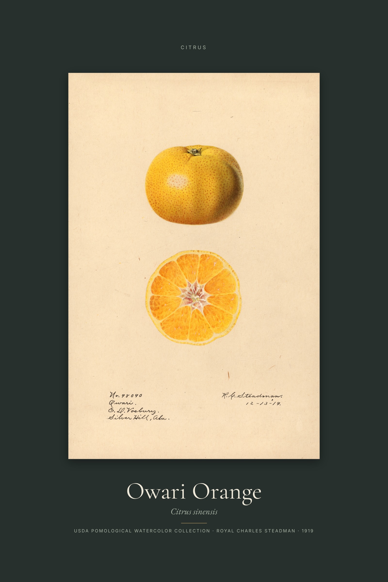 Owari Orange — Specimen